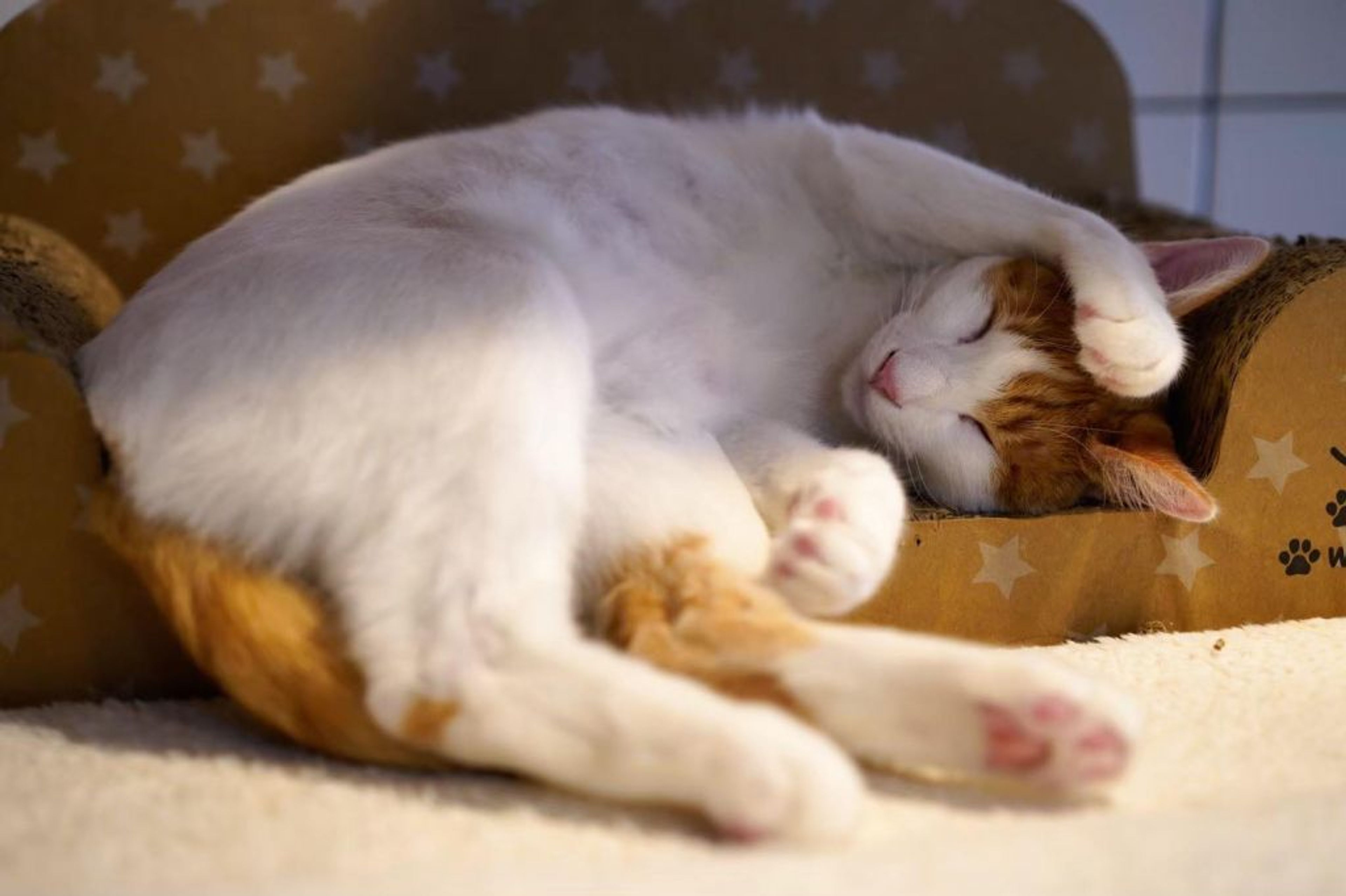 pet-image-7