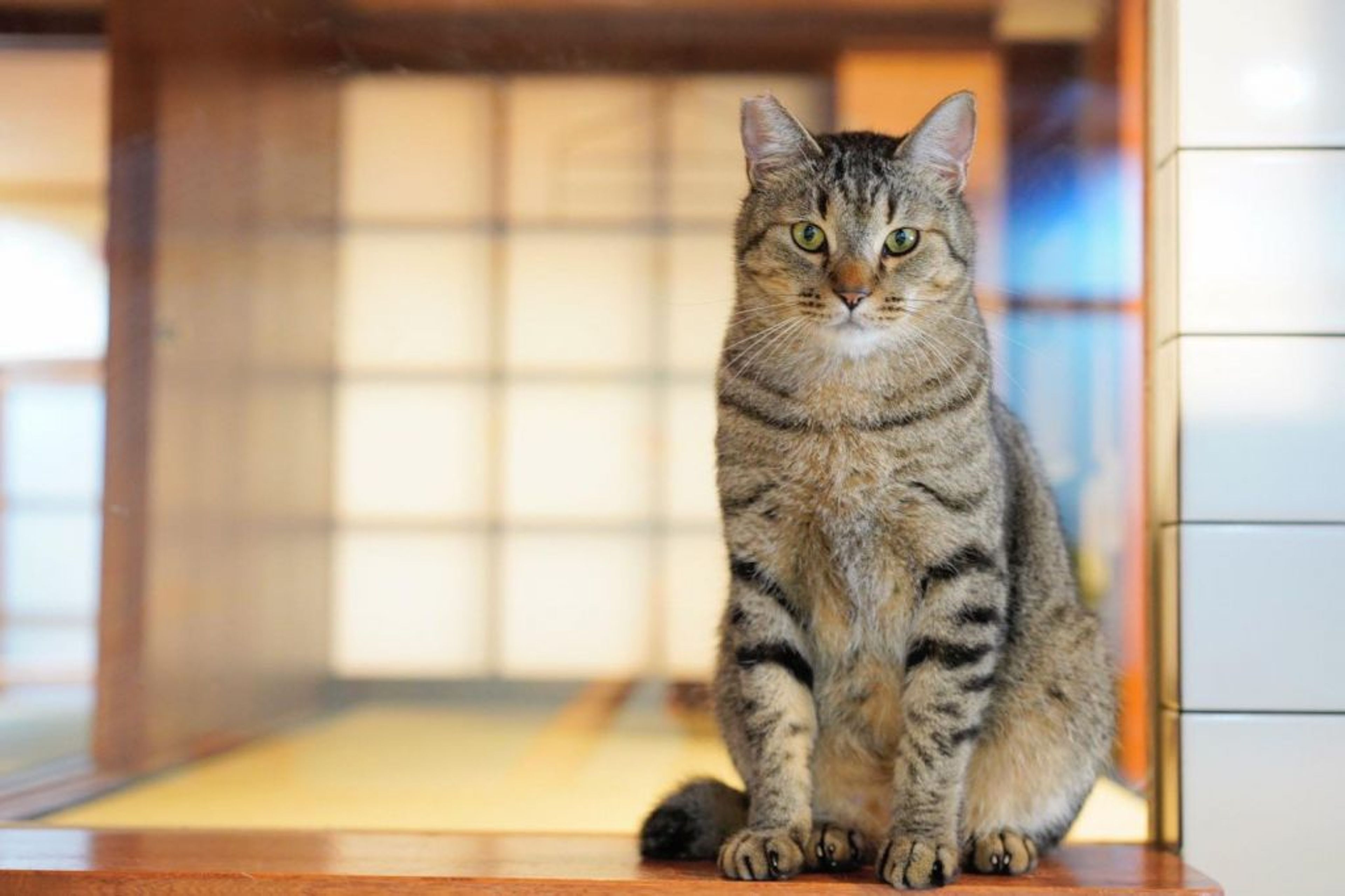雑種（ミックス猫）・オスの里親募集の写真