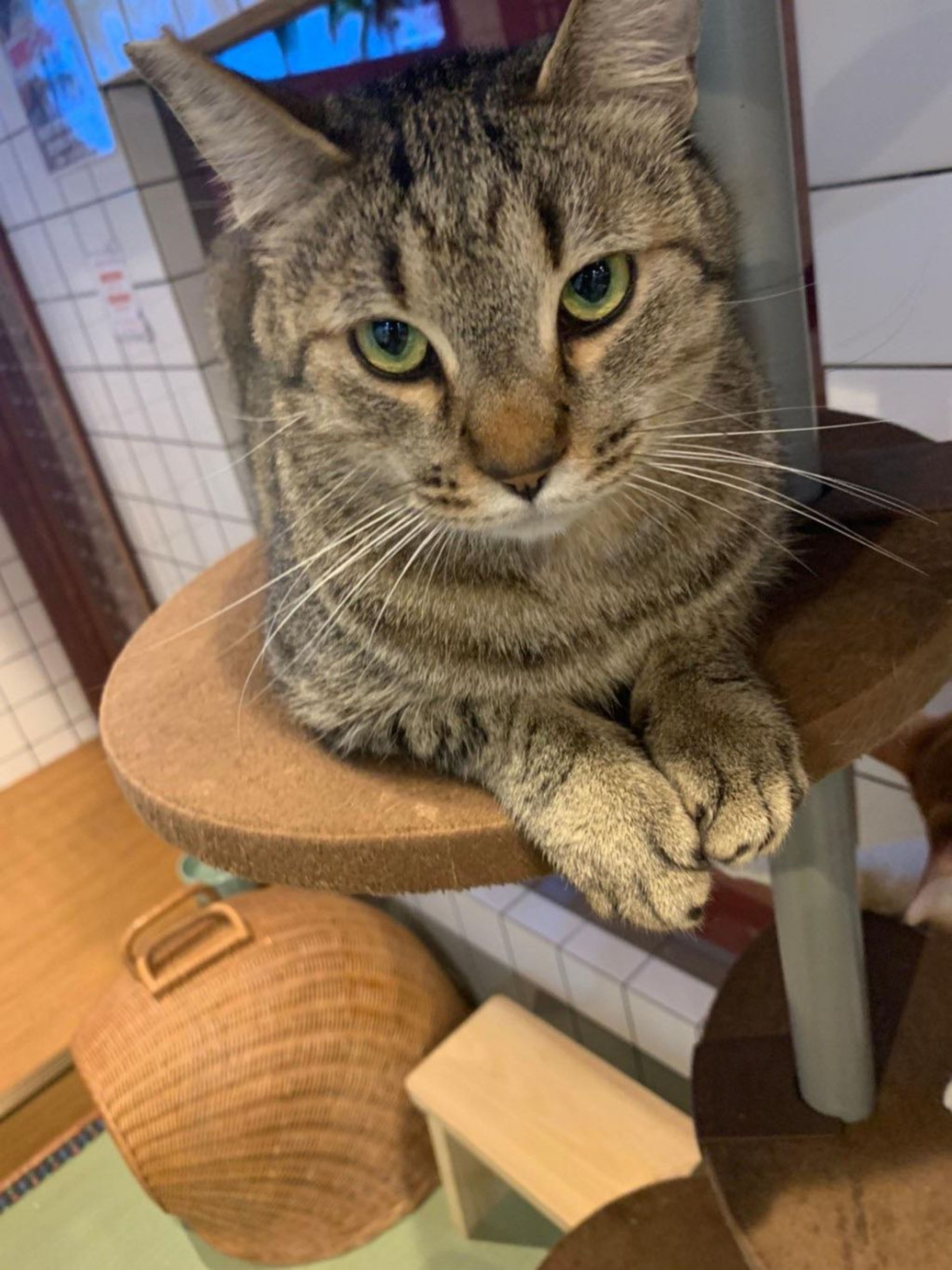 pet-image-2