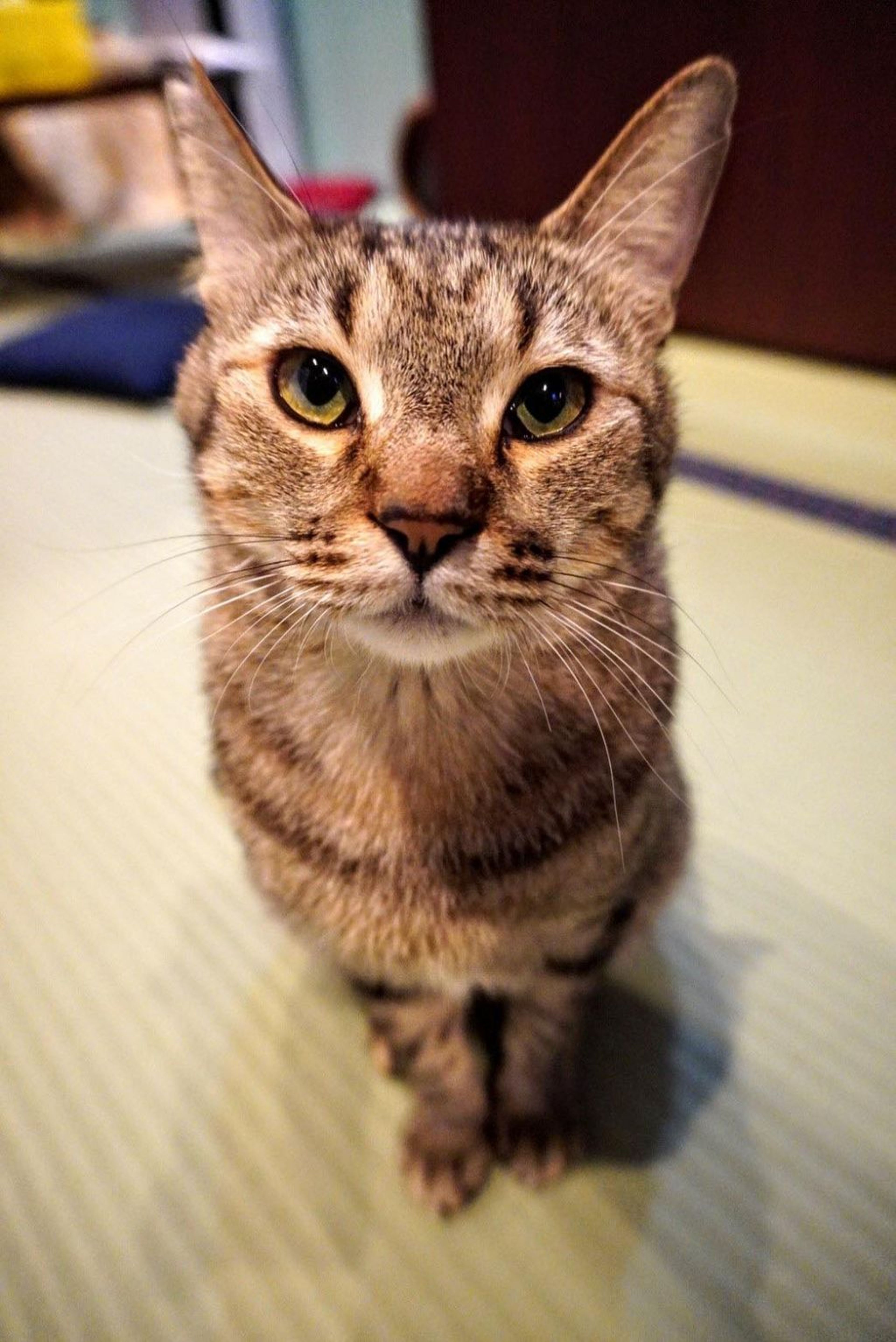 pet-image-3