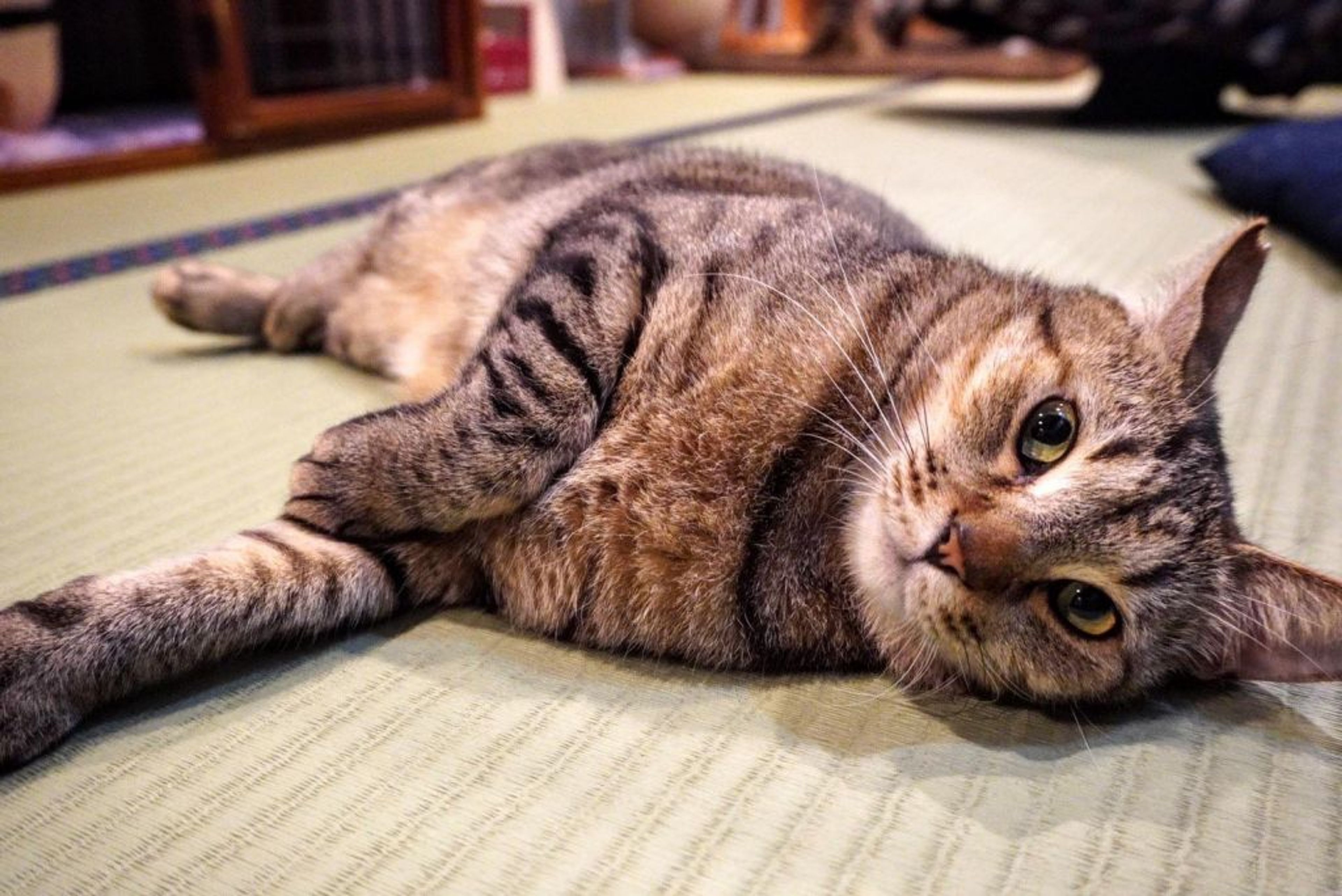 pet-image-4