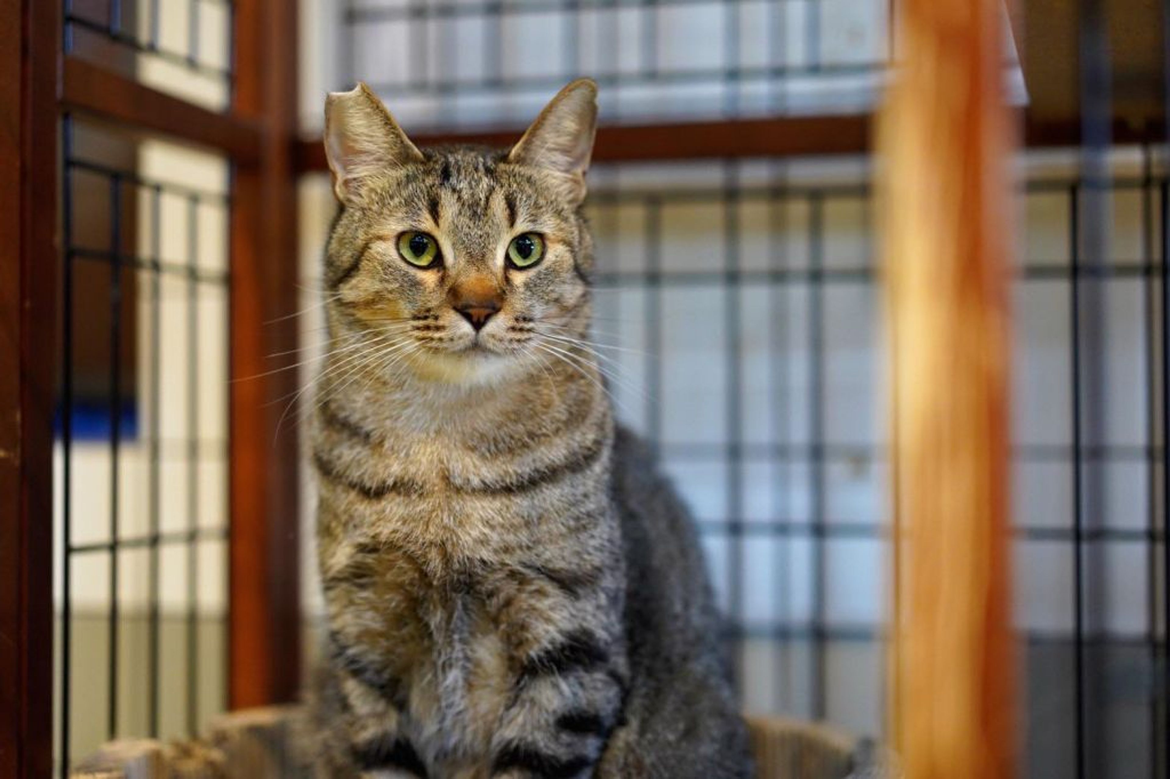pet-image-5