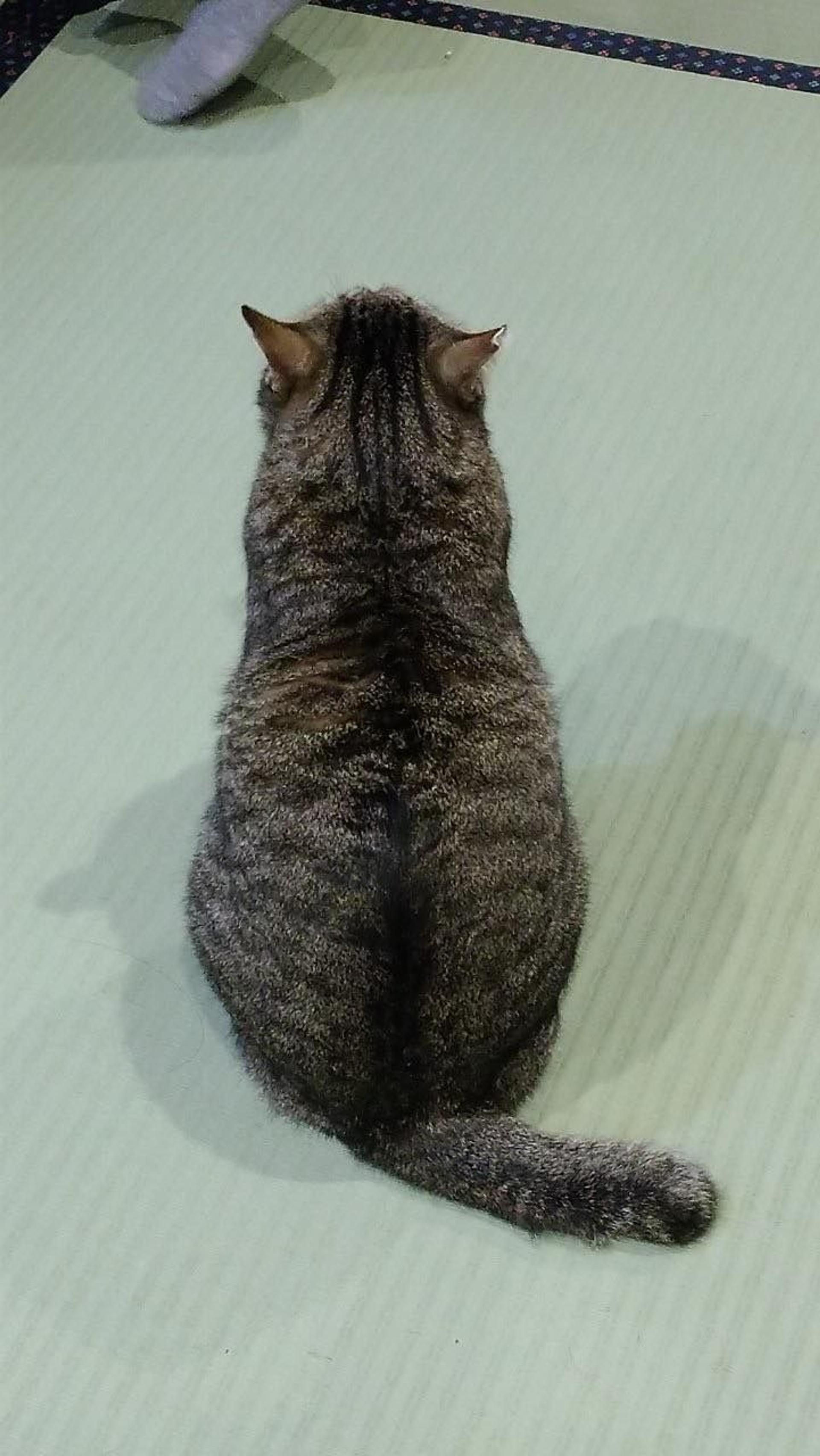 pet-image-7