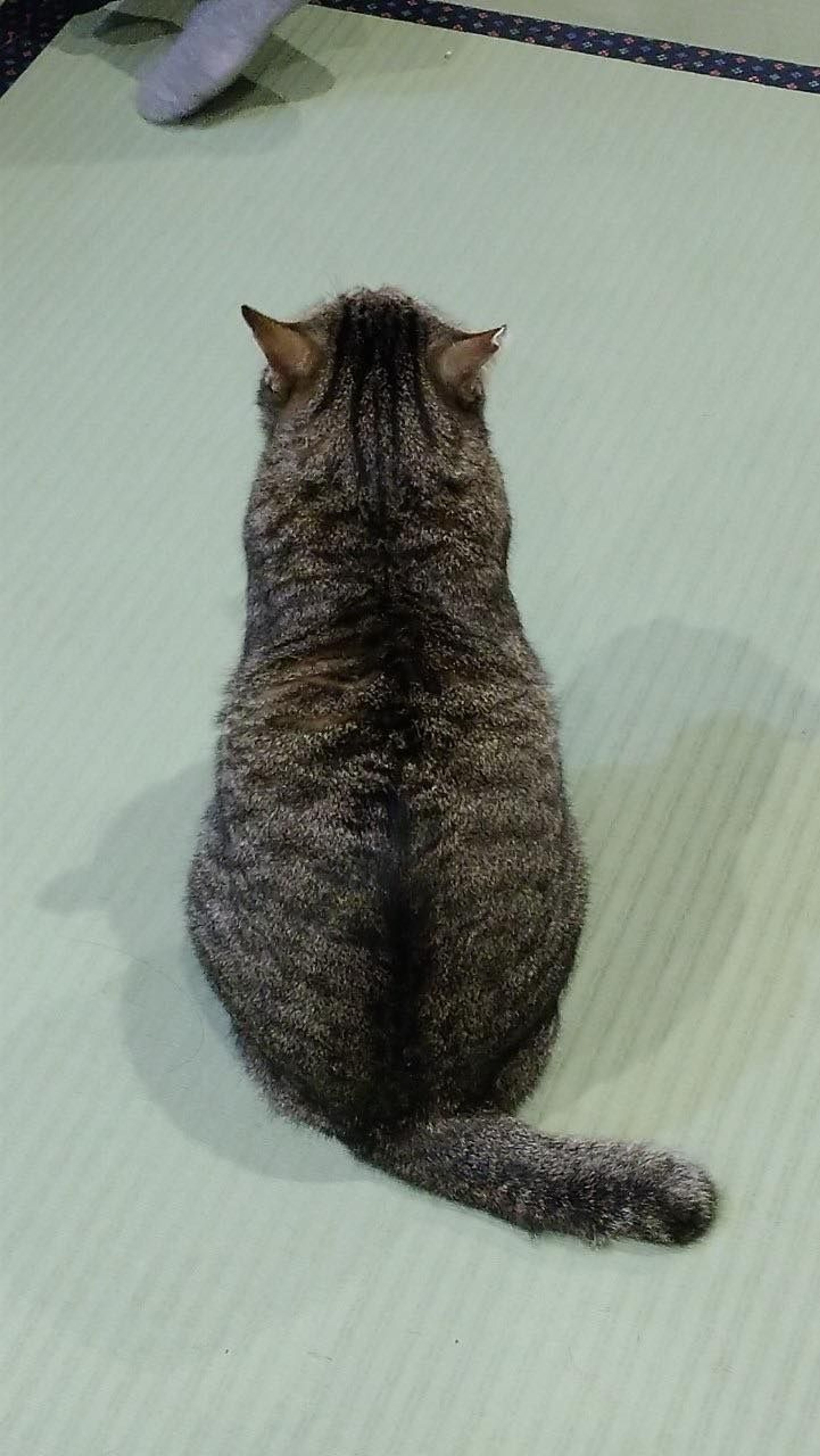 pet-image-7