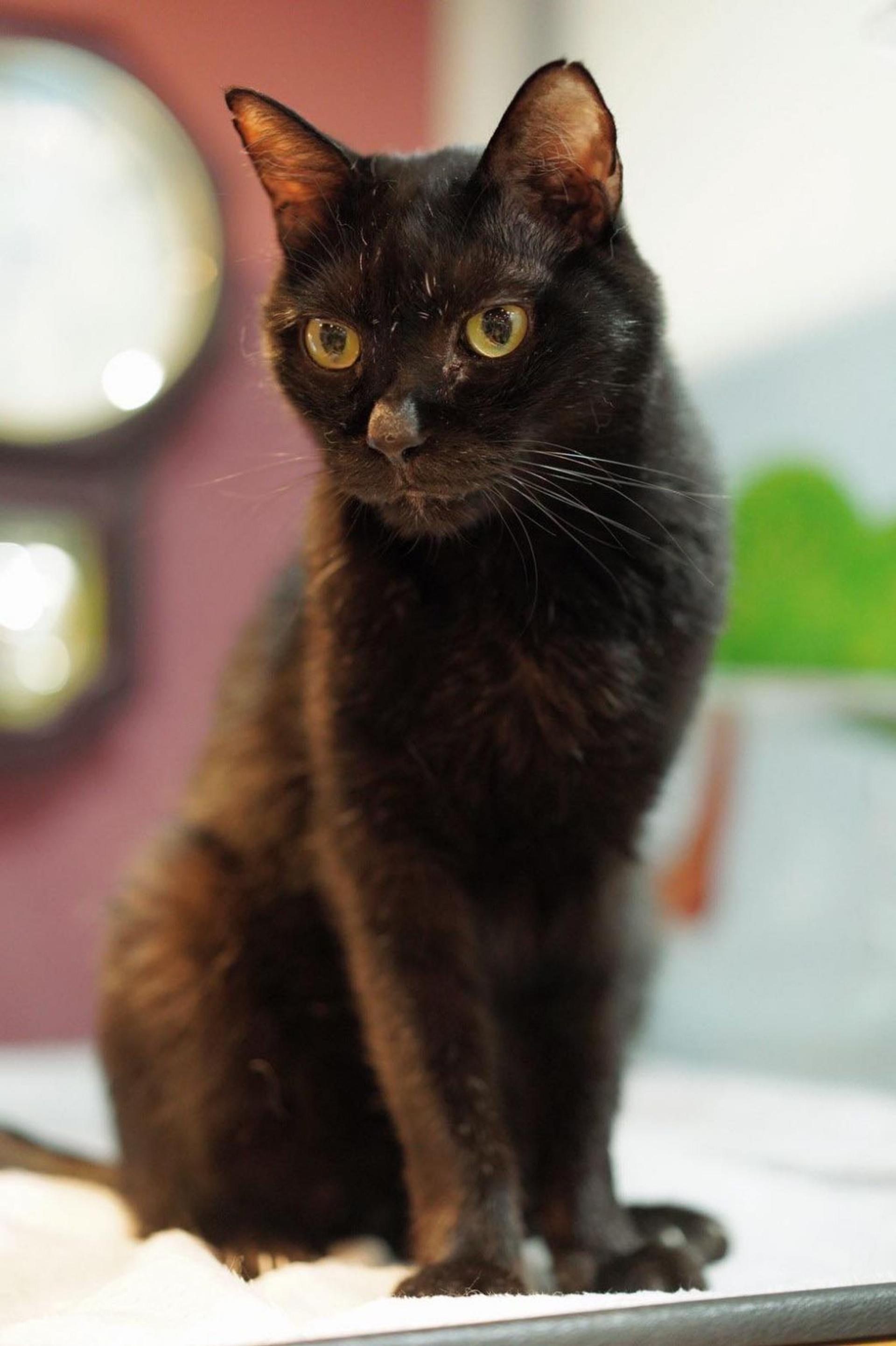 pet-image-3