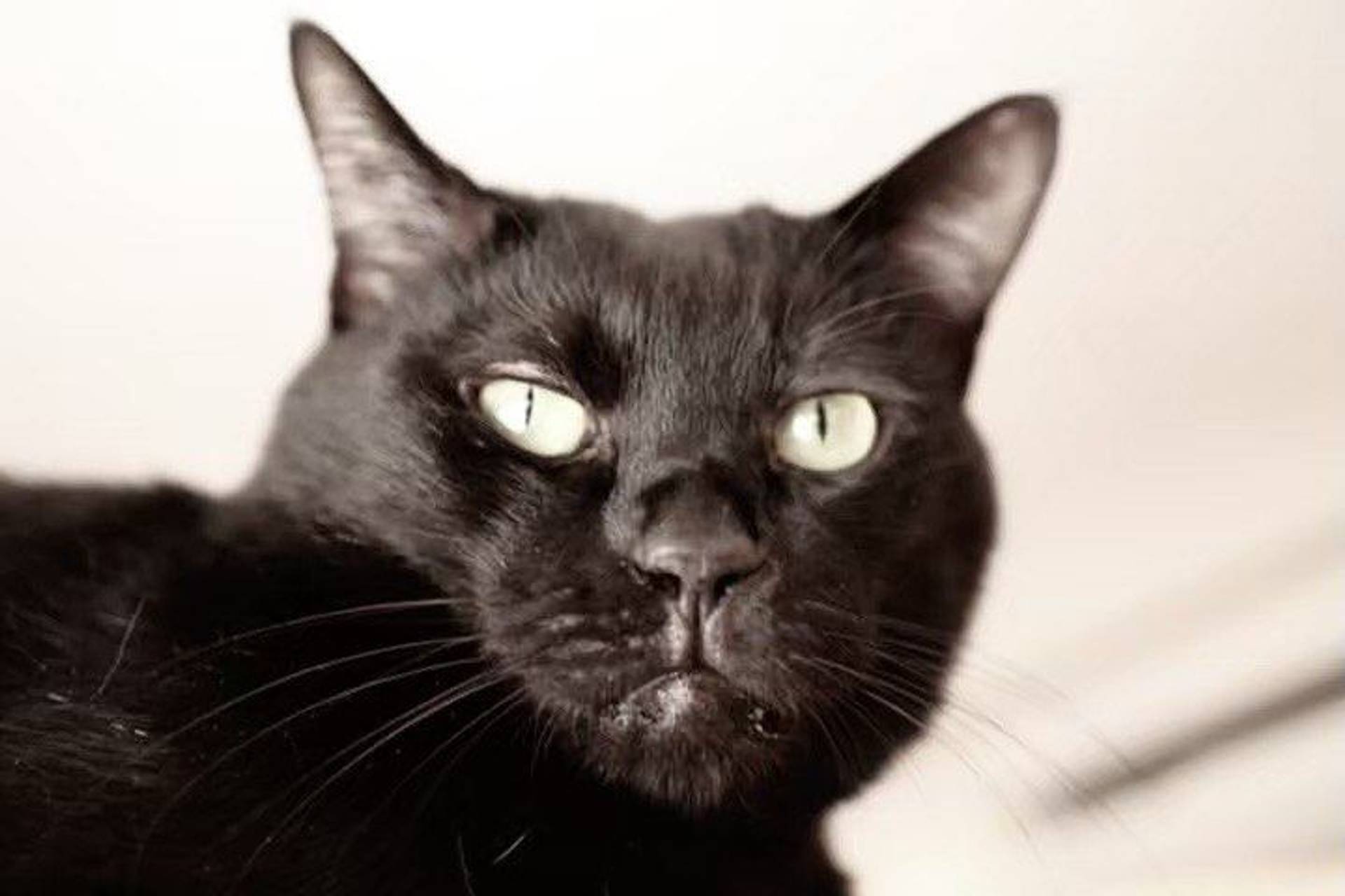 雑種（ミックス猫）・オスの里親募集の写真