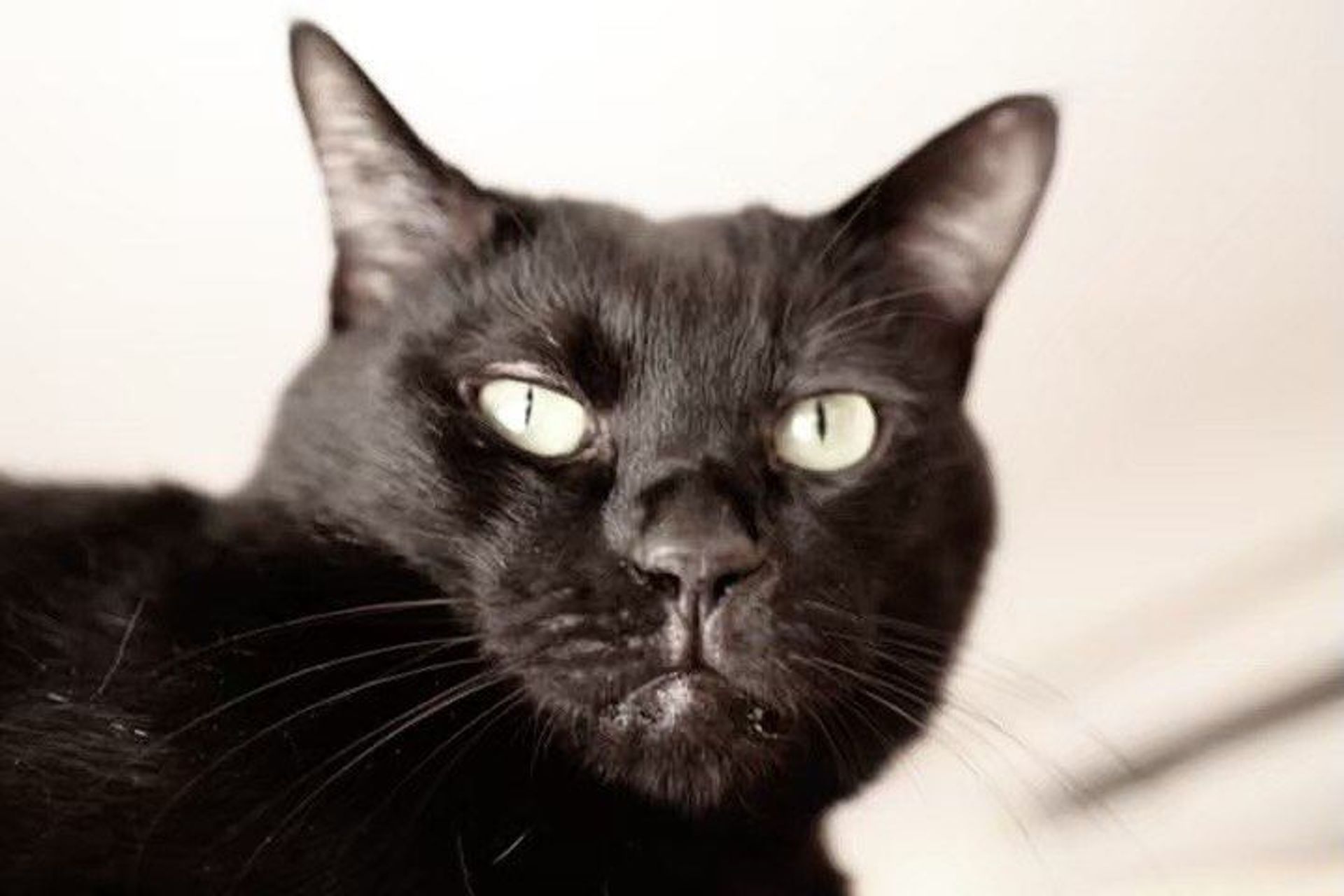 雑種（ミックス猫）・オスの里親募集の写真
