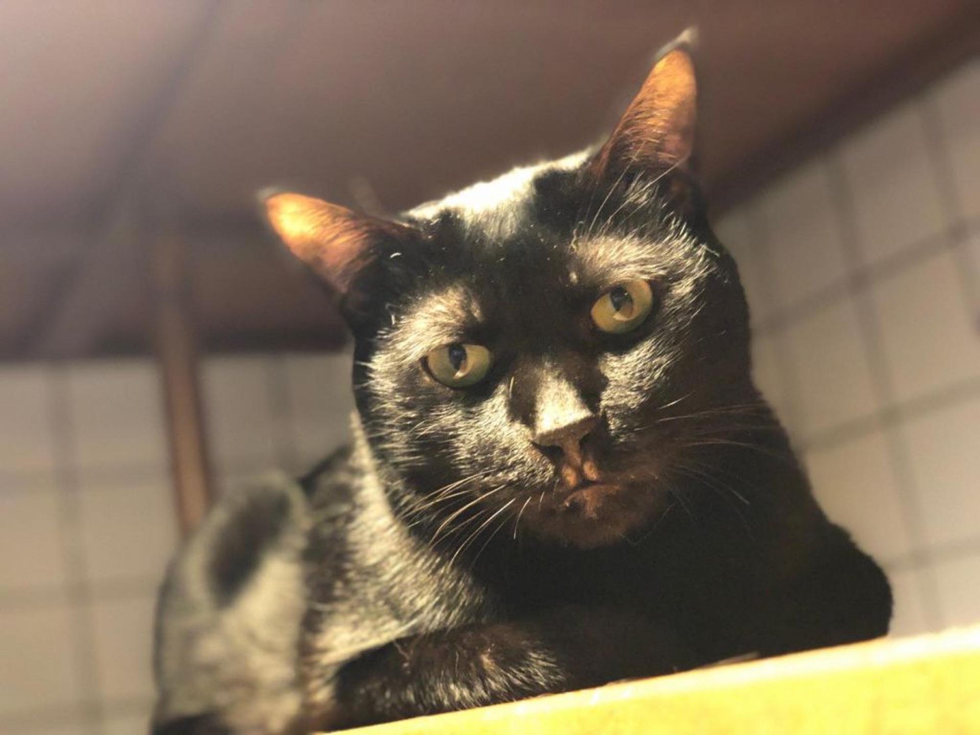 pet-image-2