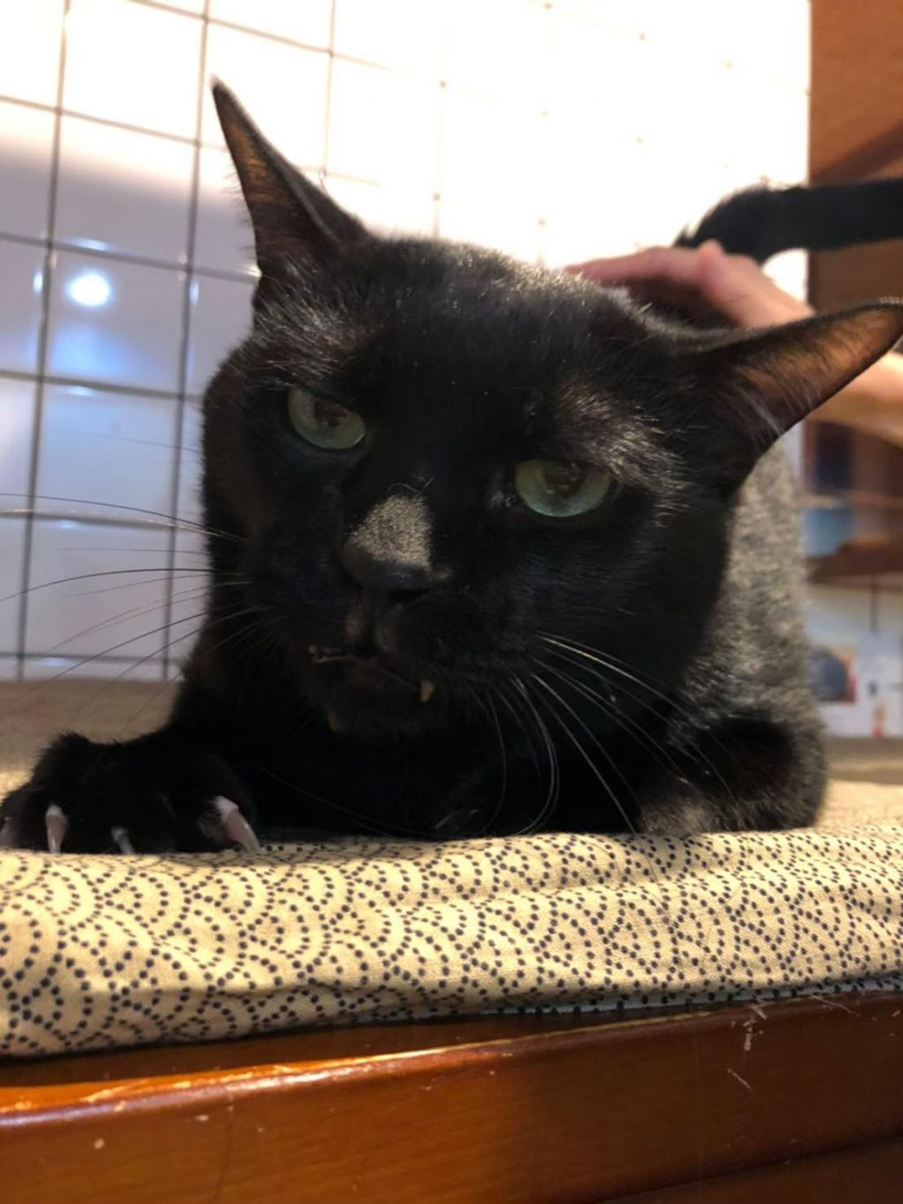 pet-image-3