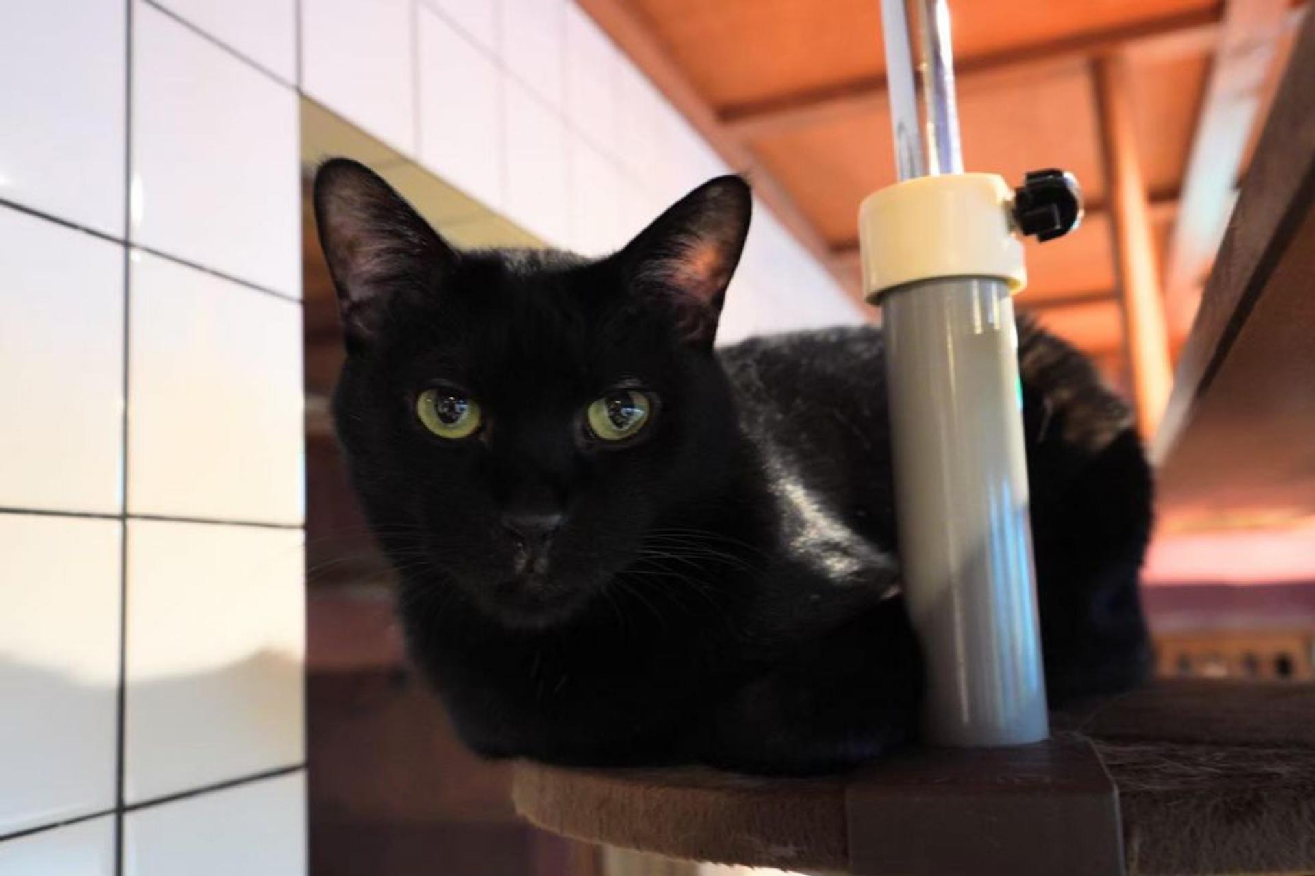 pet-image-6