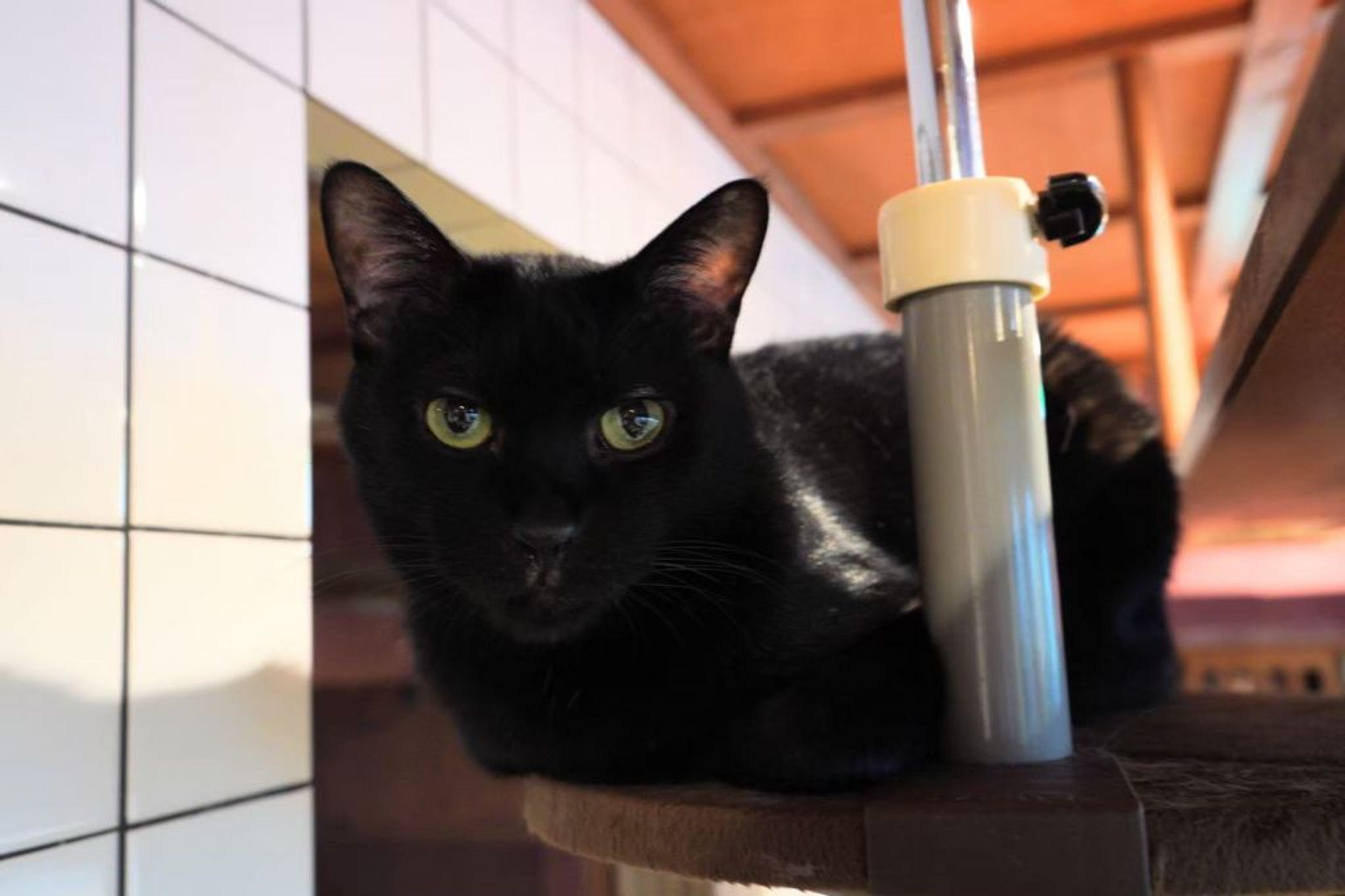 pet-image-6
