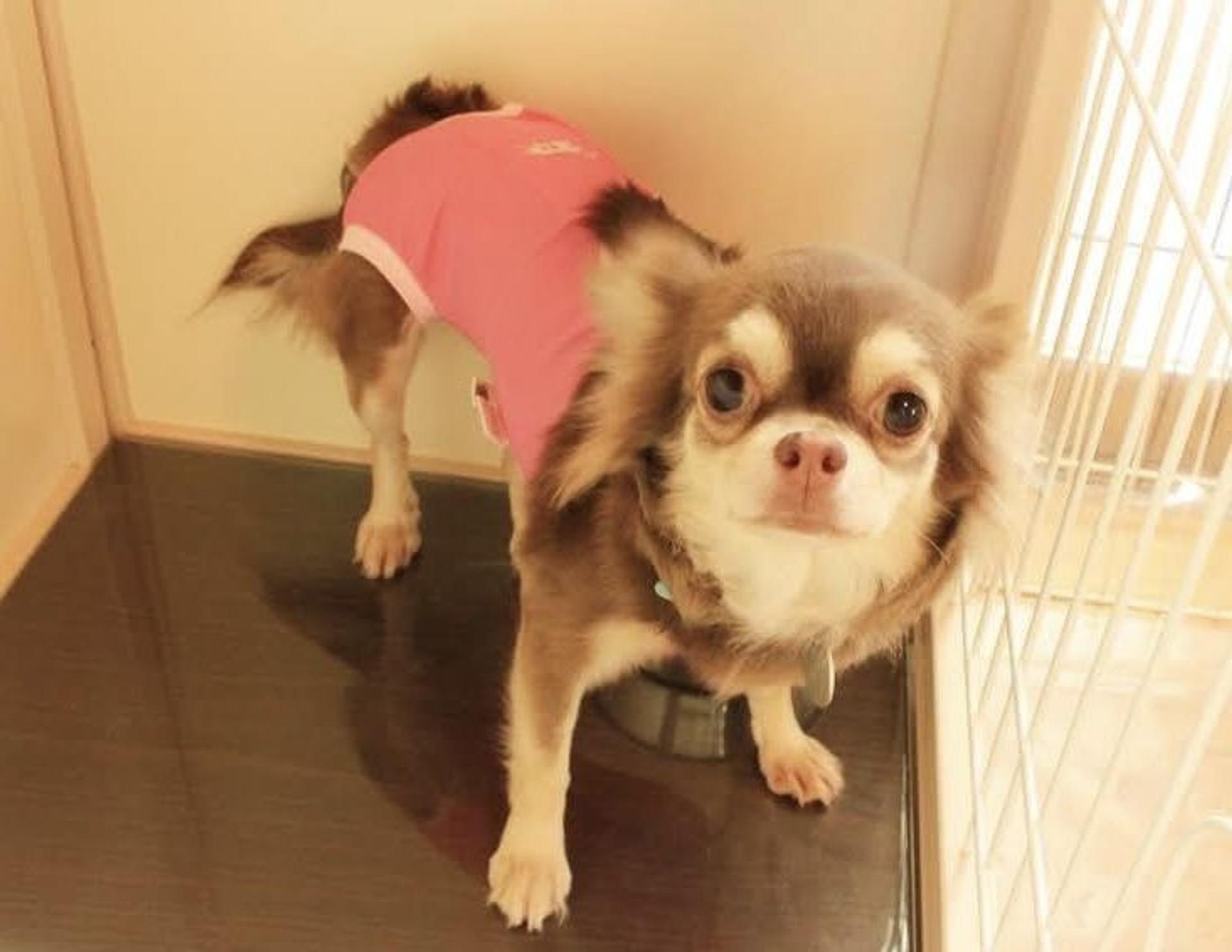 pet-image-2