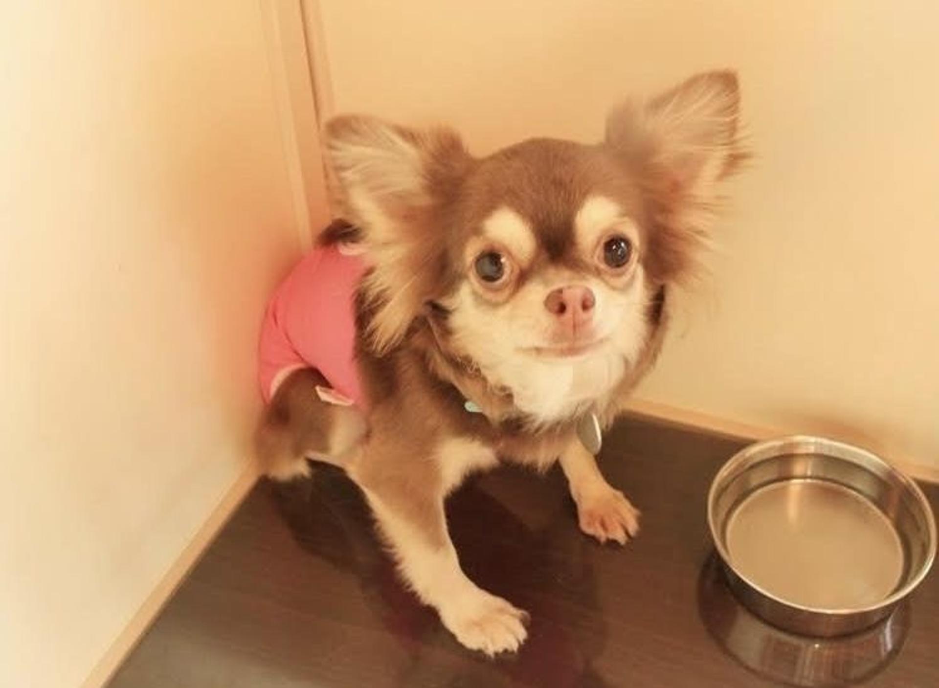pet-image-5