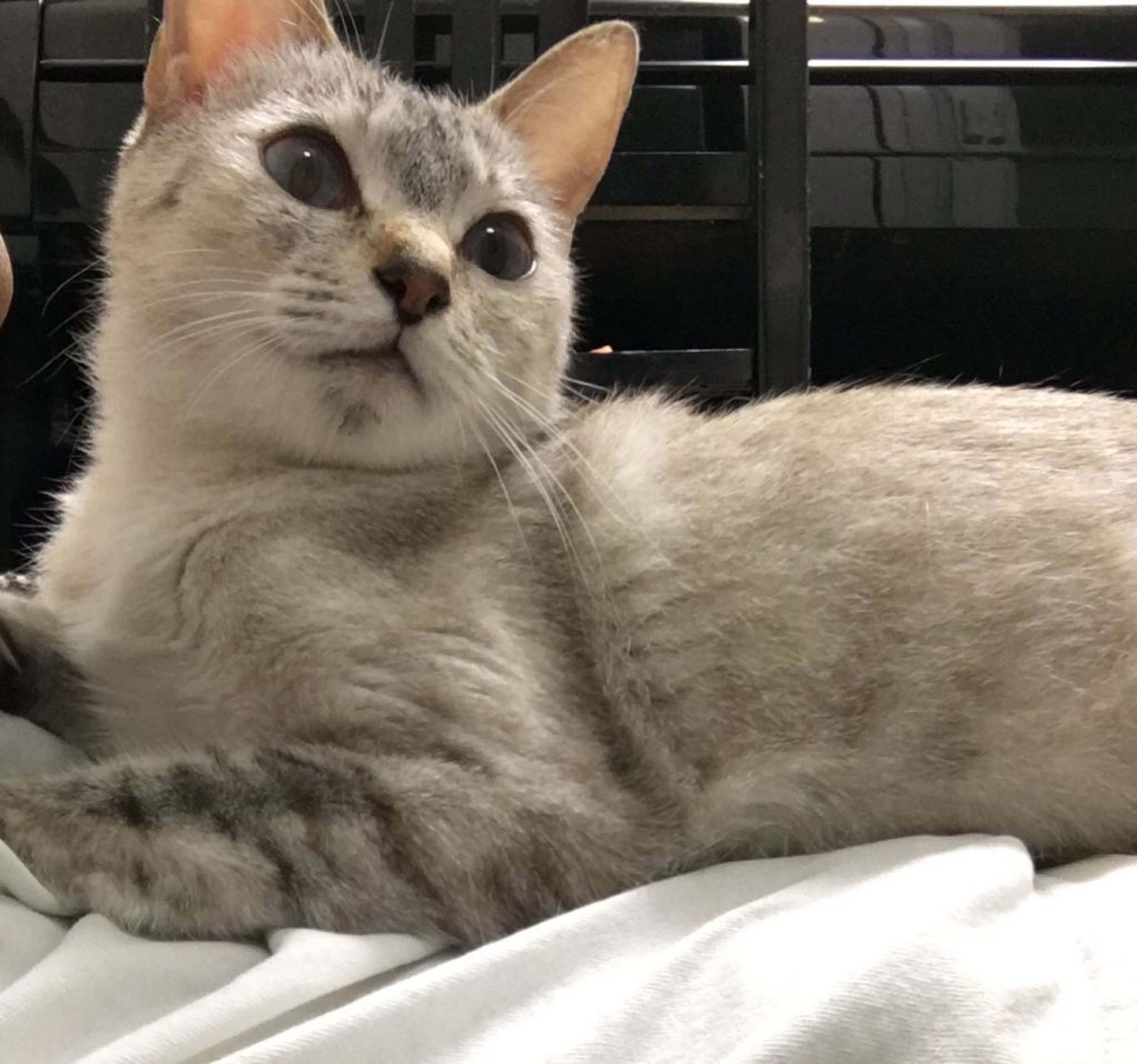雑種（ミックス猫）・メスの里親募集の写真