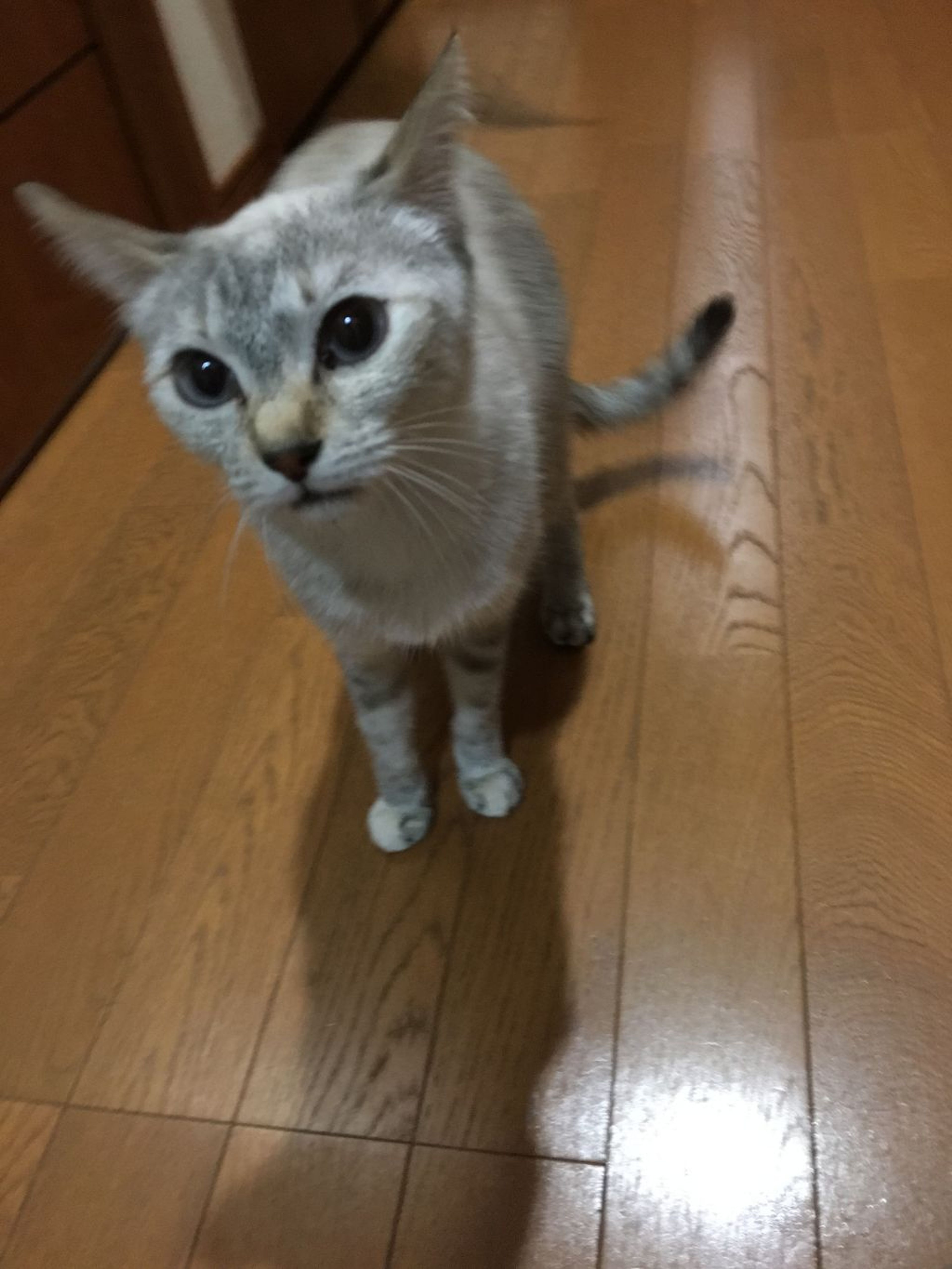 pet-image-3