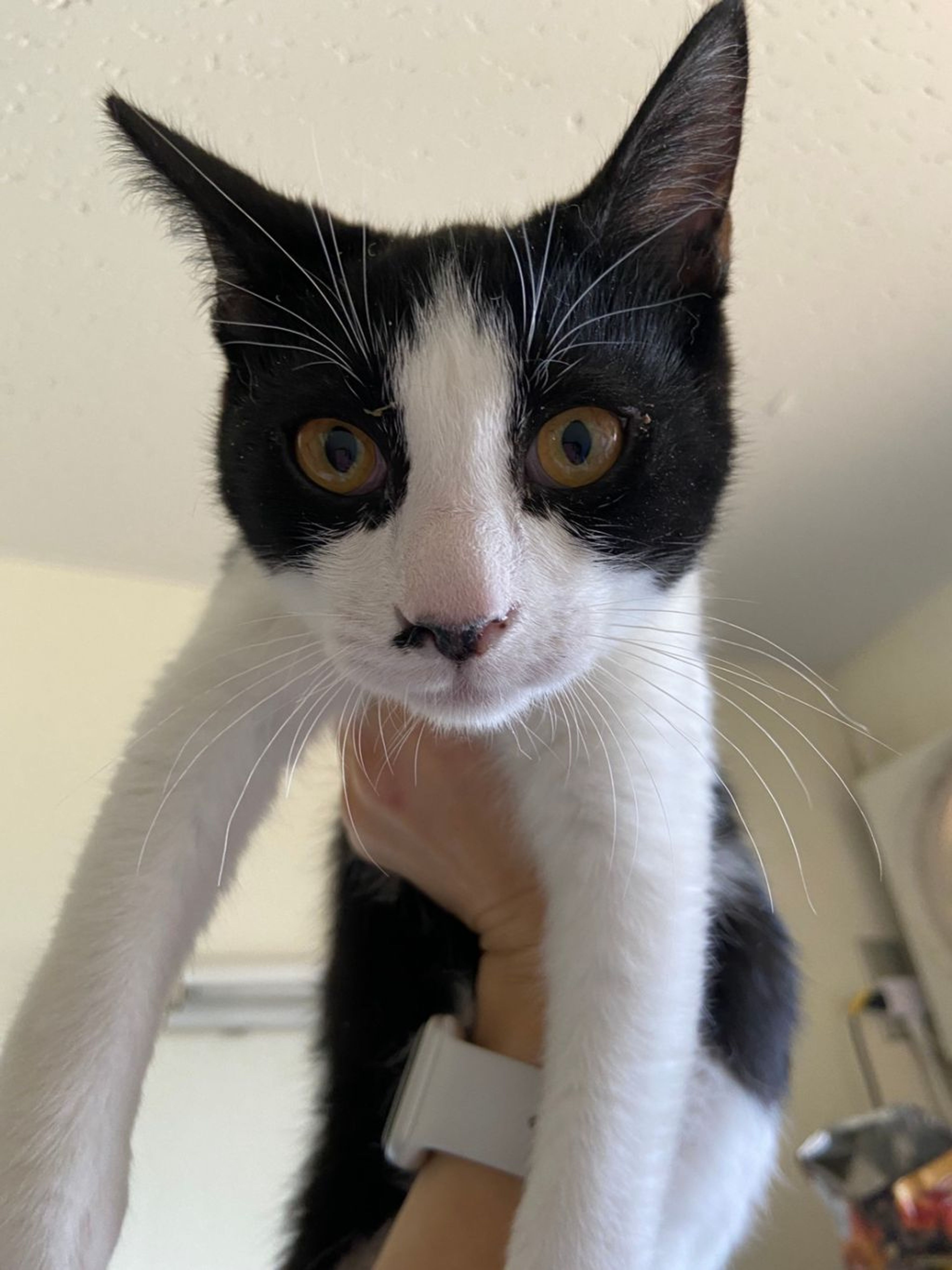 pet-image-4