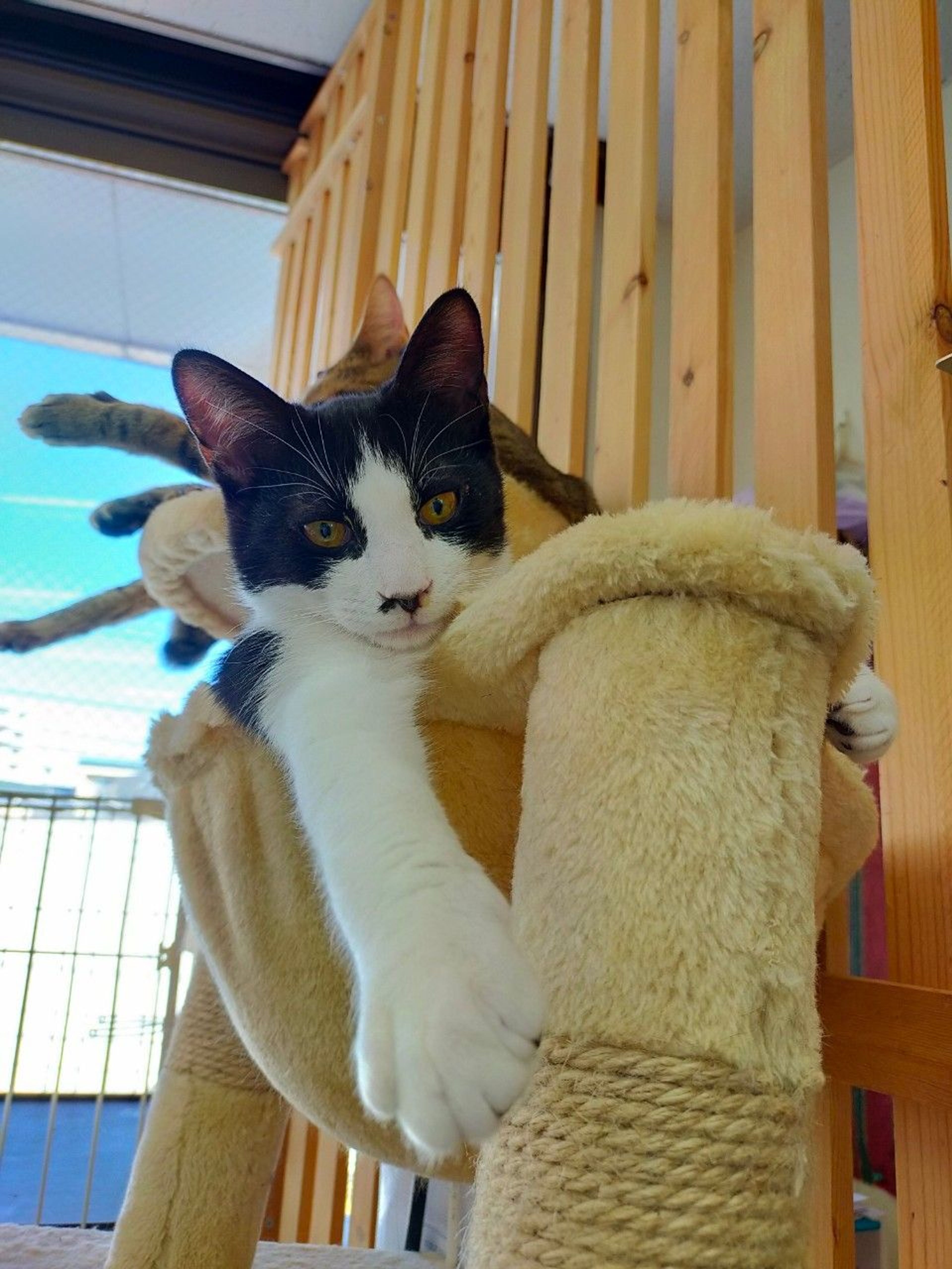 pet-image-2