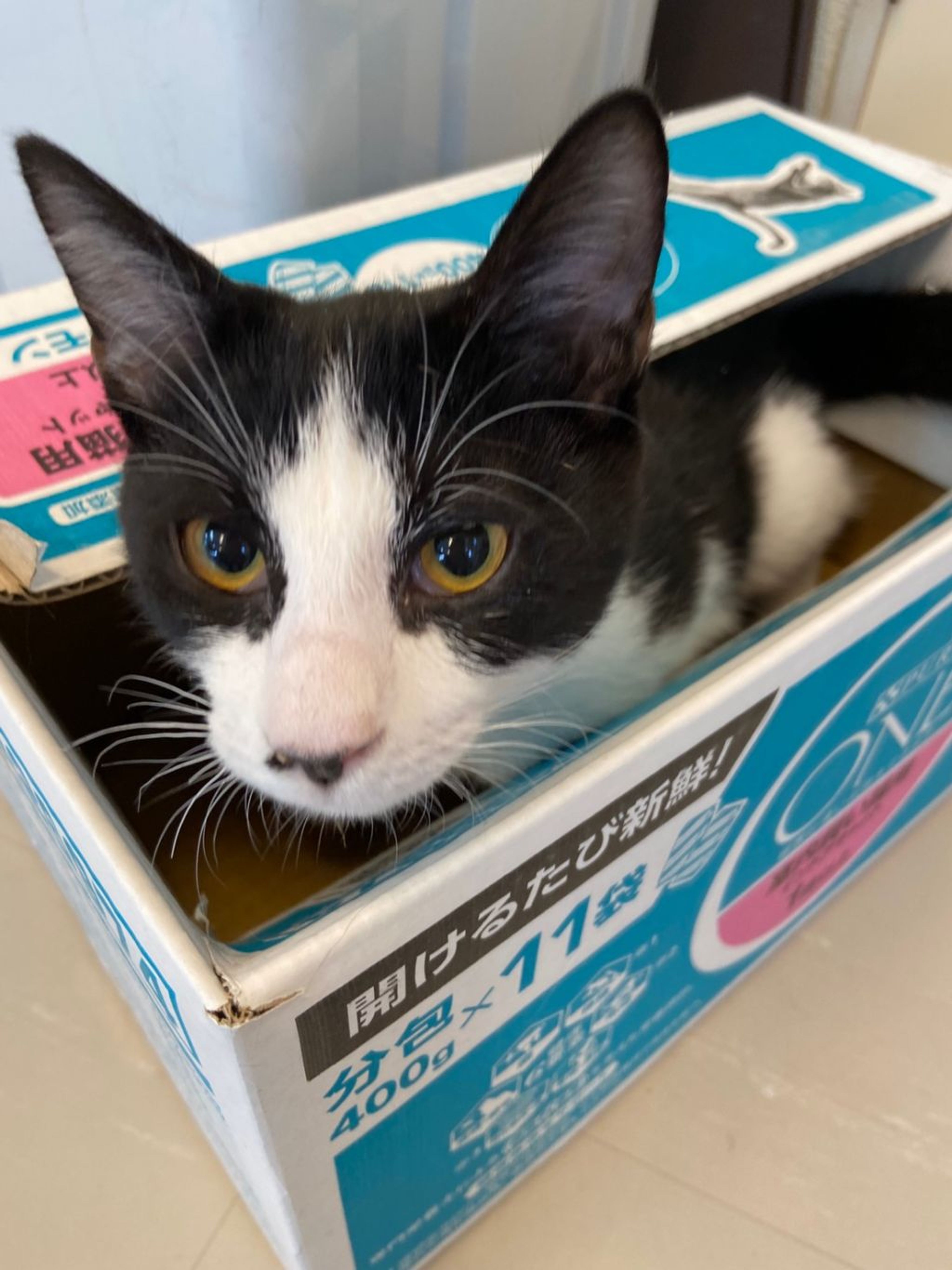 pet-image-3