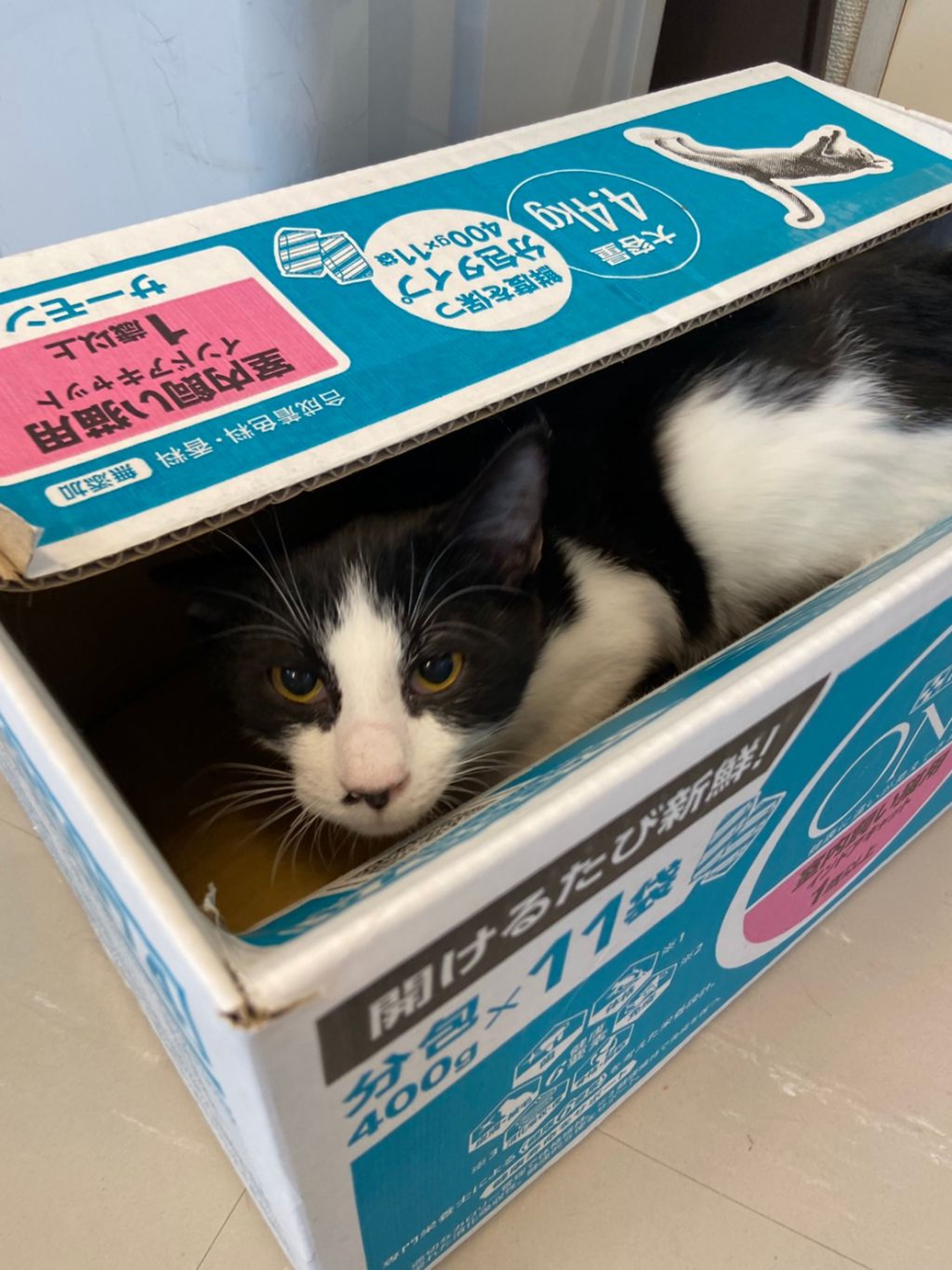 pet-image-5
