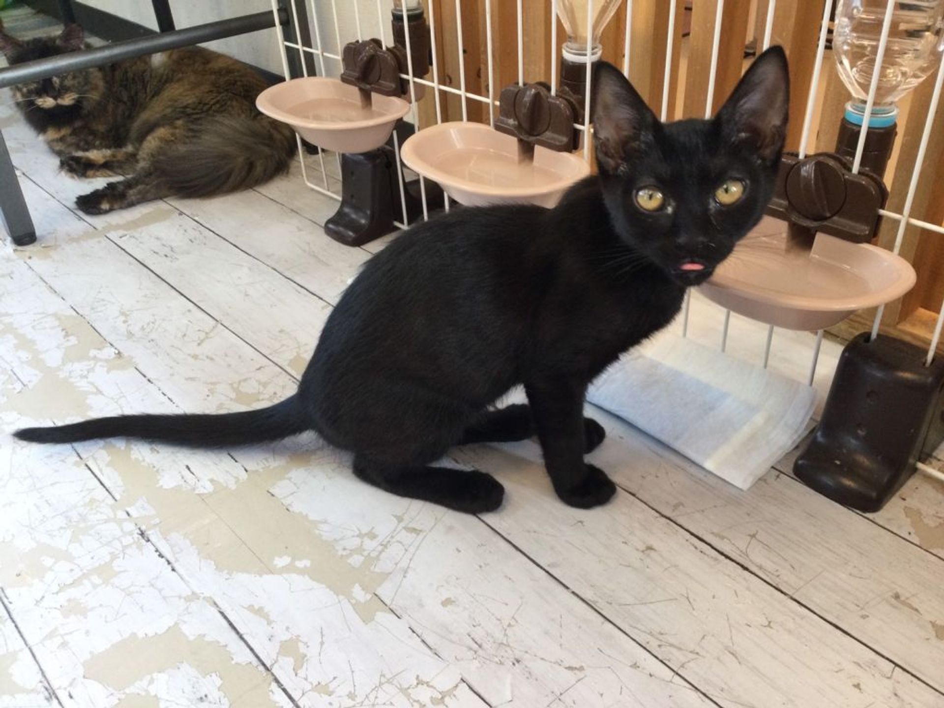 雑種（ミックス猫）・オスの里親募集の写真