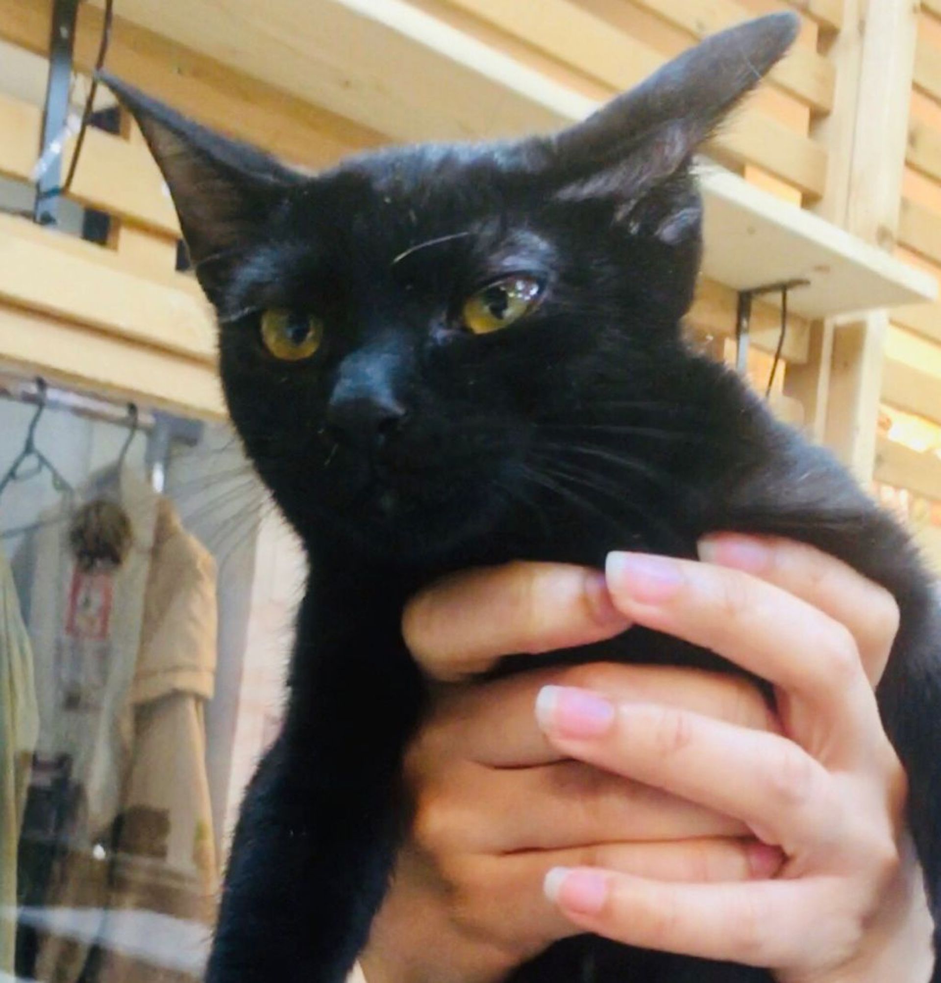 雑種（ミックス猫）・オスの里親募集の写真