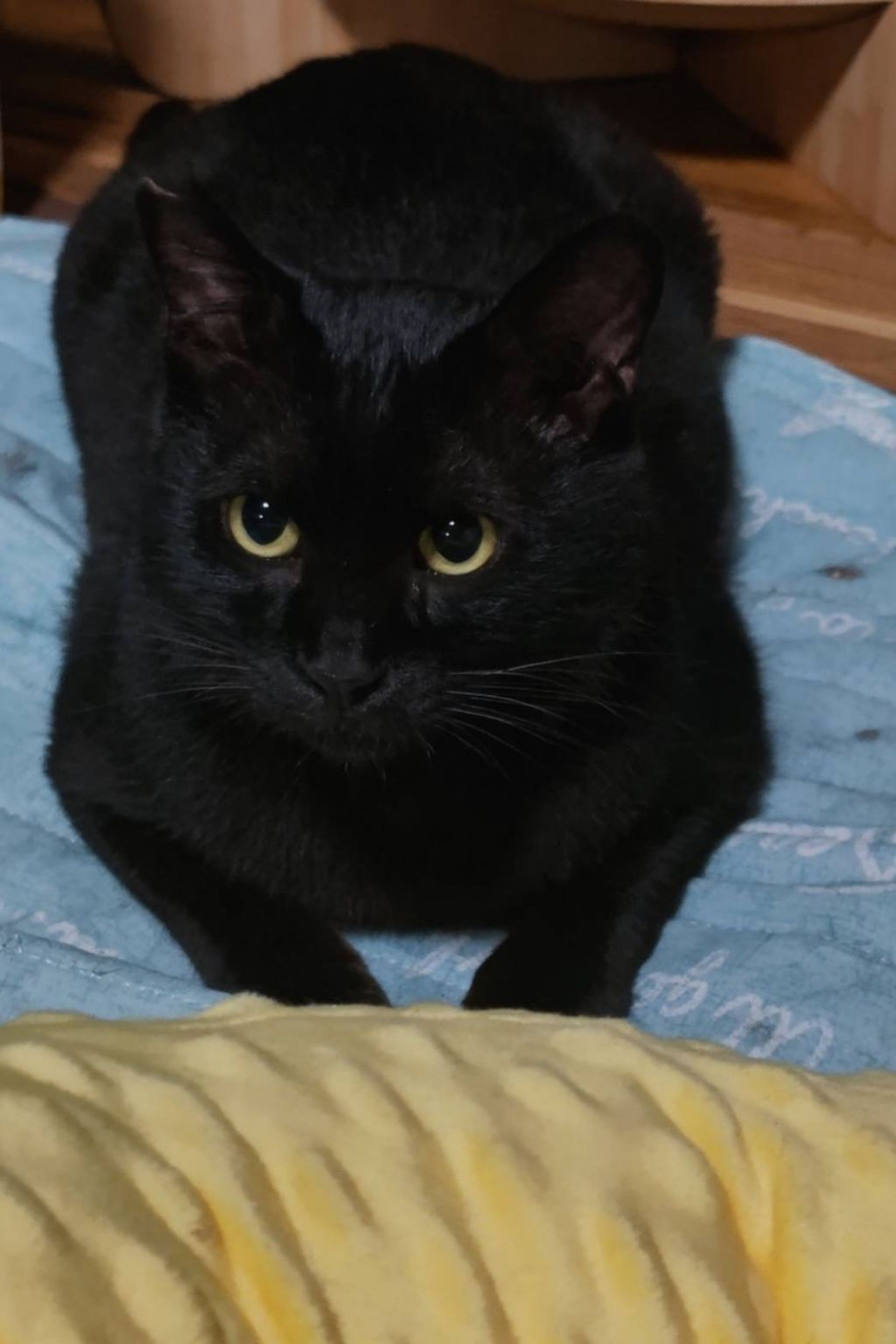 pet-image-2