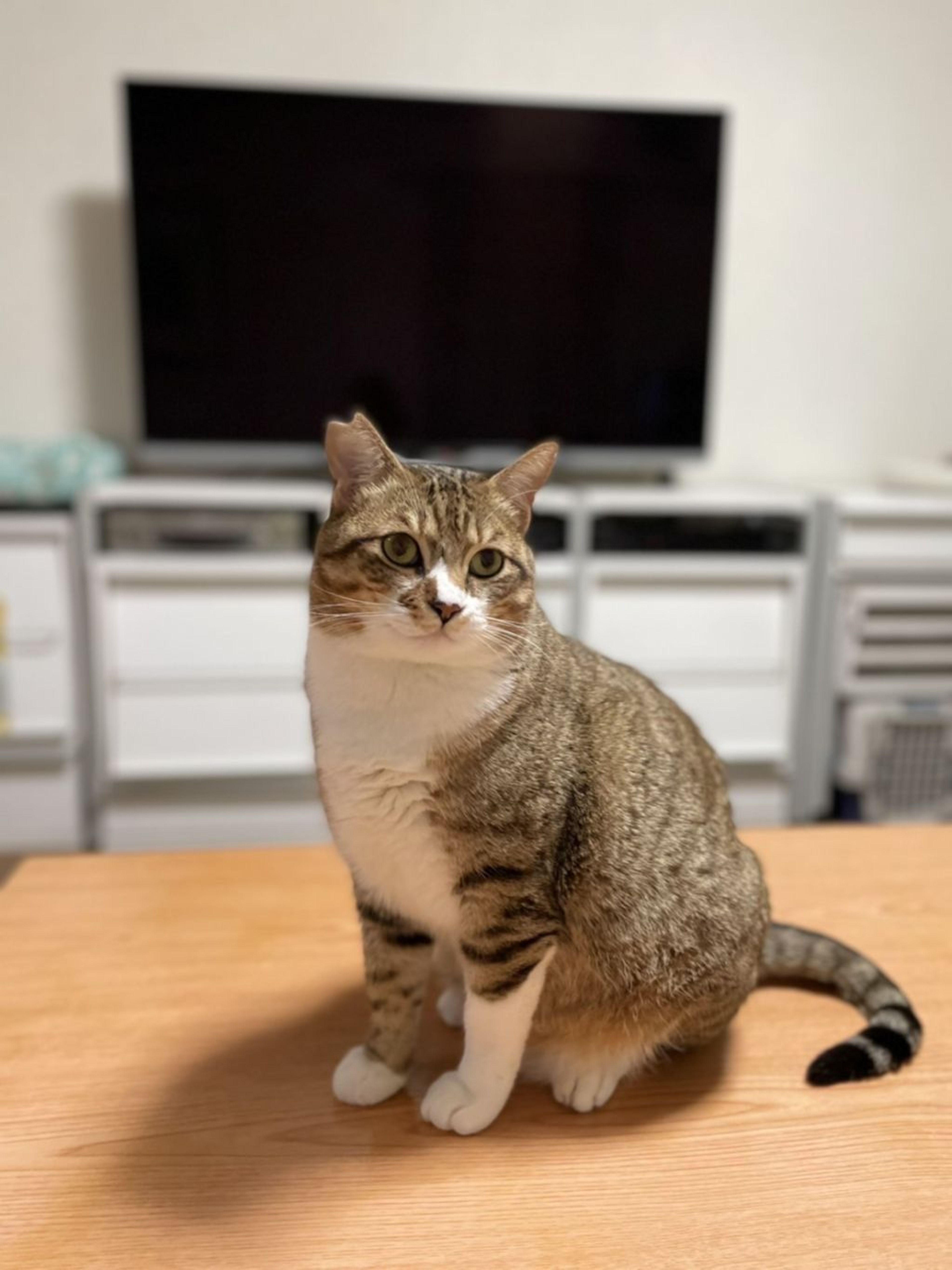 雑種（ミックス猫）・オスの里親募集の写真