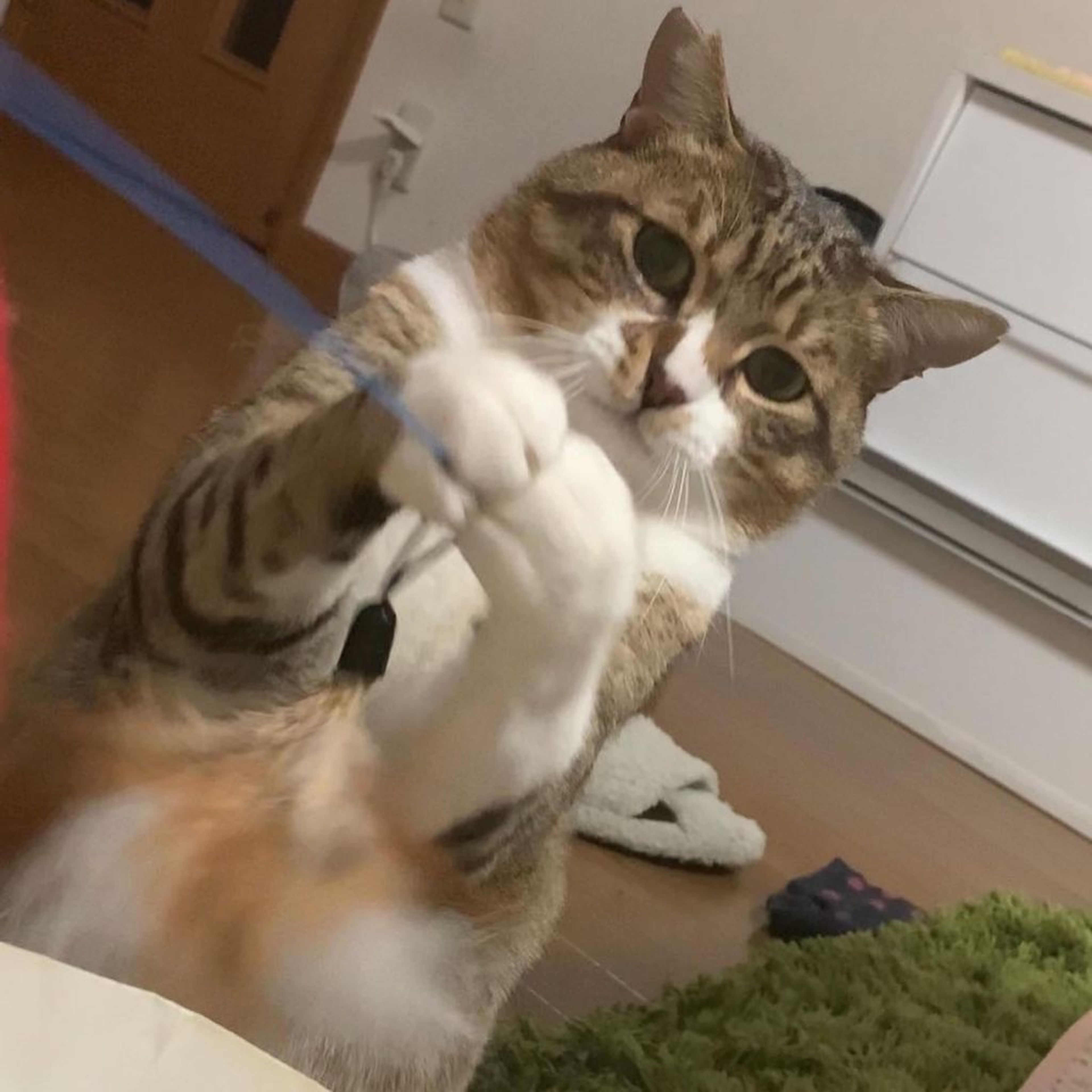 pet-image-3