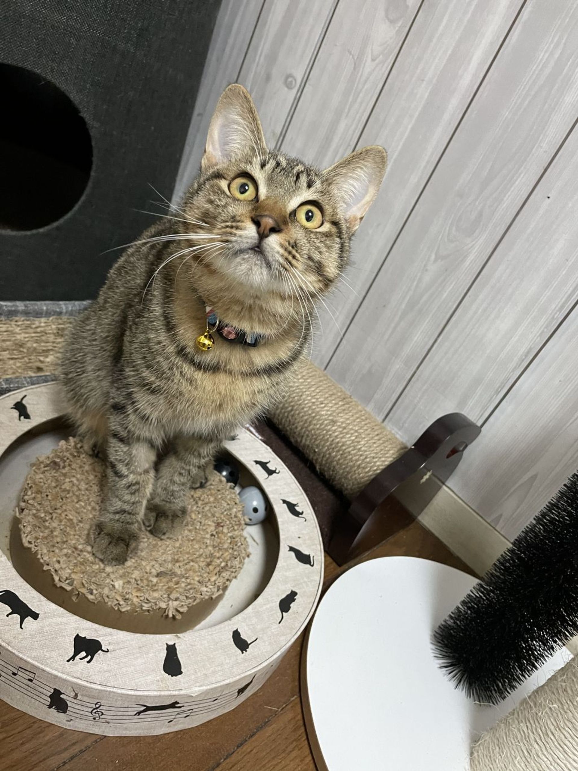雑種（ミックス猫）・オスの里親募集の写真