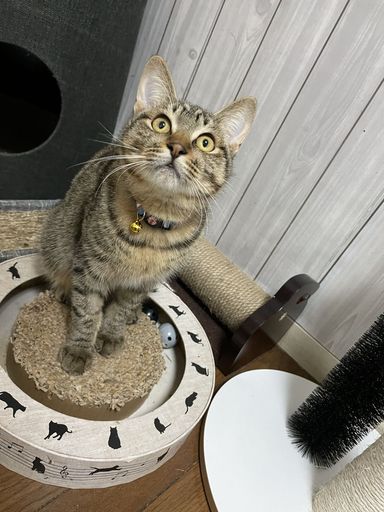 しらす君