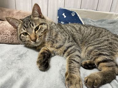 雑種（ミックス猫）・オスの里親募集の写真