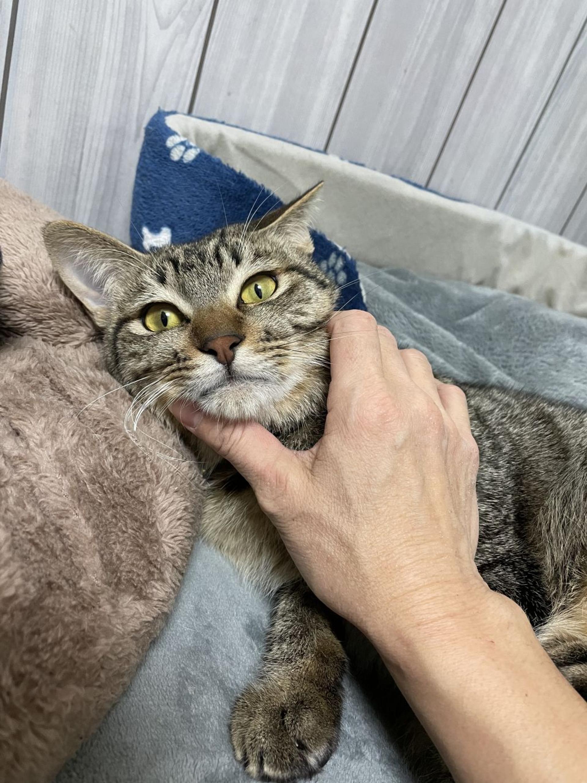 pet-image-6