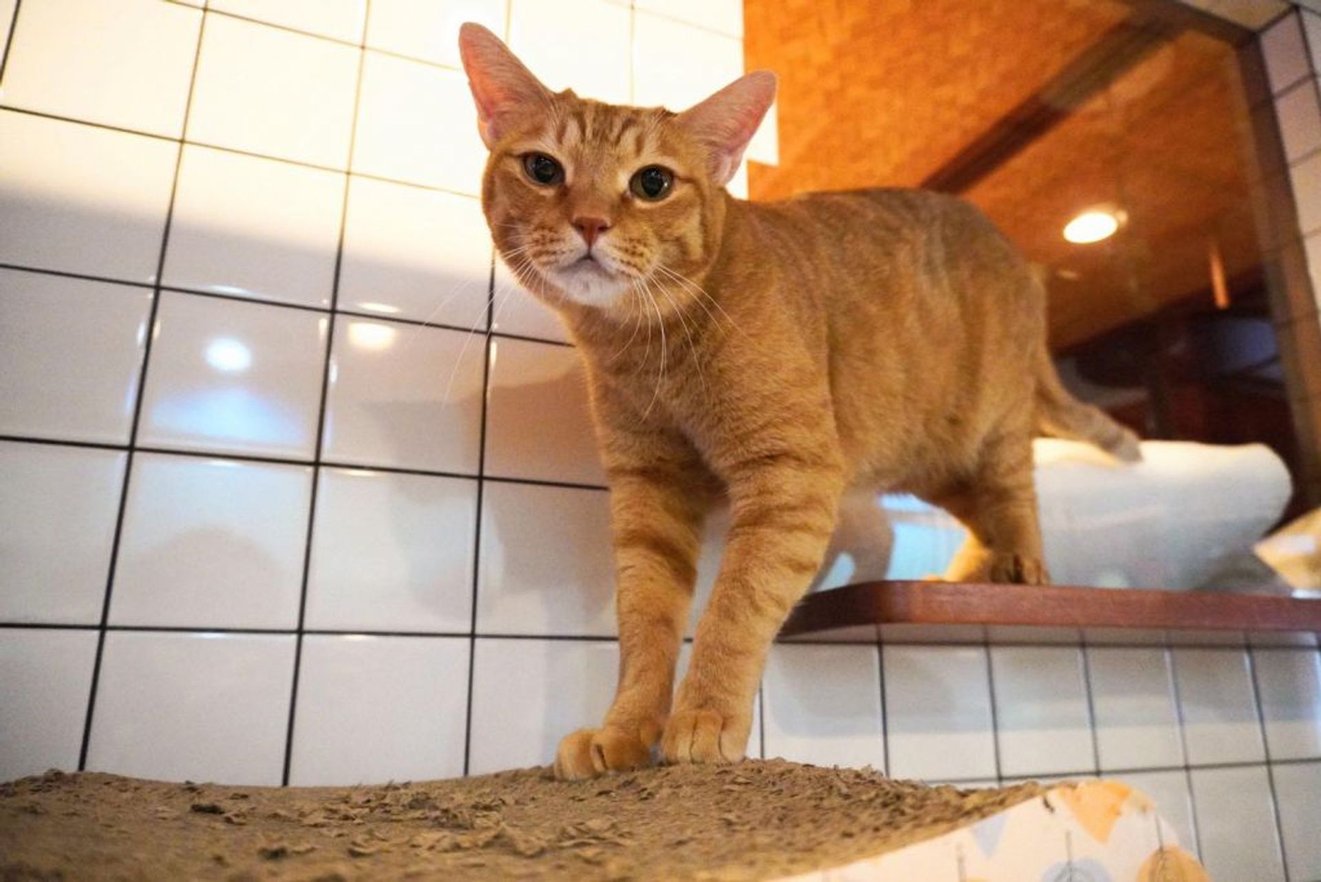 雑種（ミックス猫）・オスの里親募集の写真