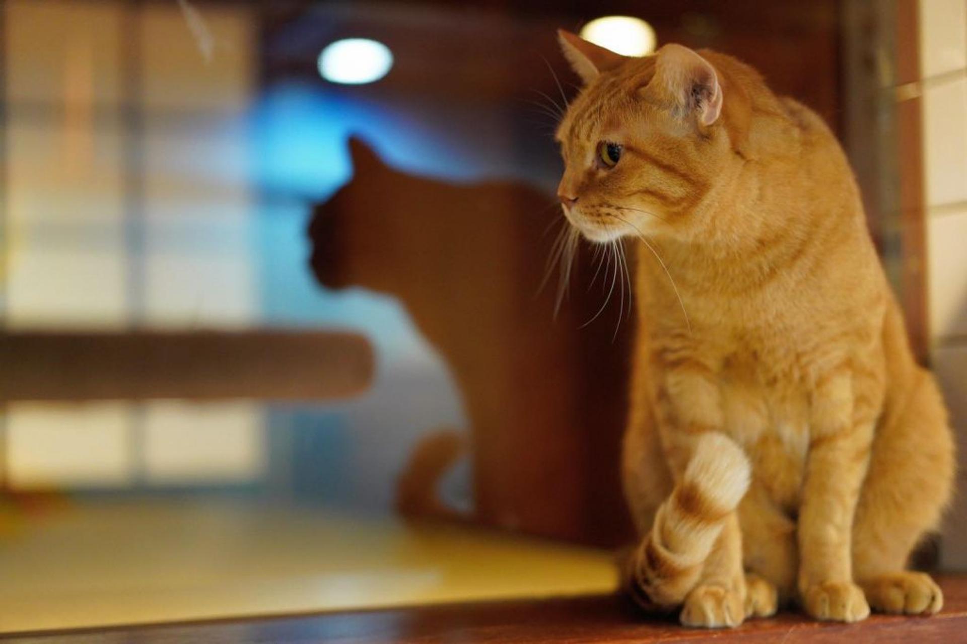 pet-image-6