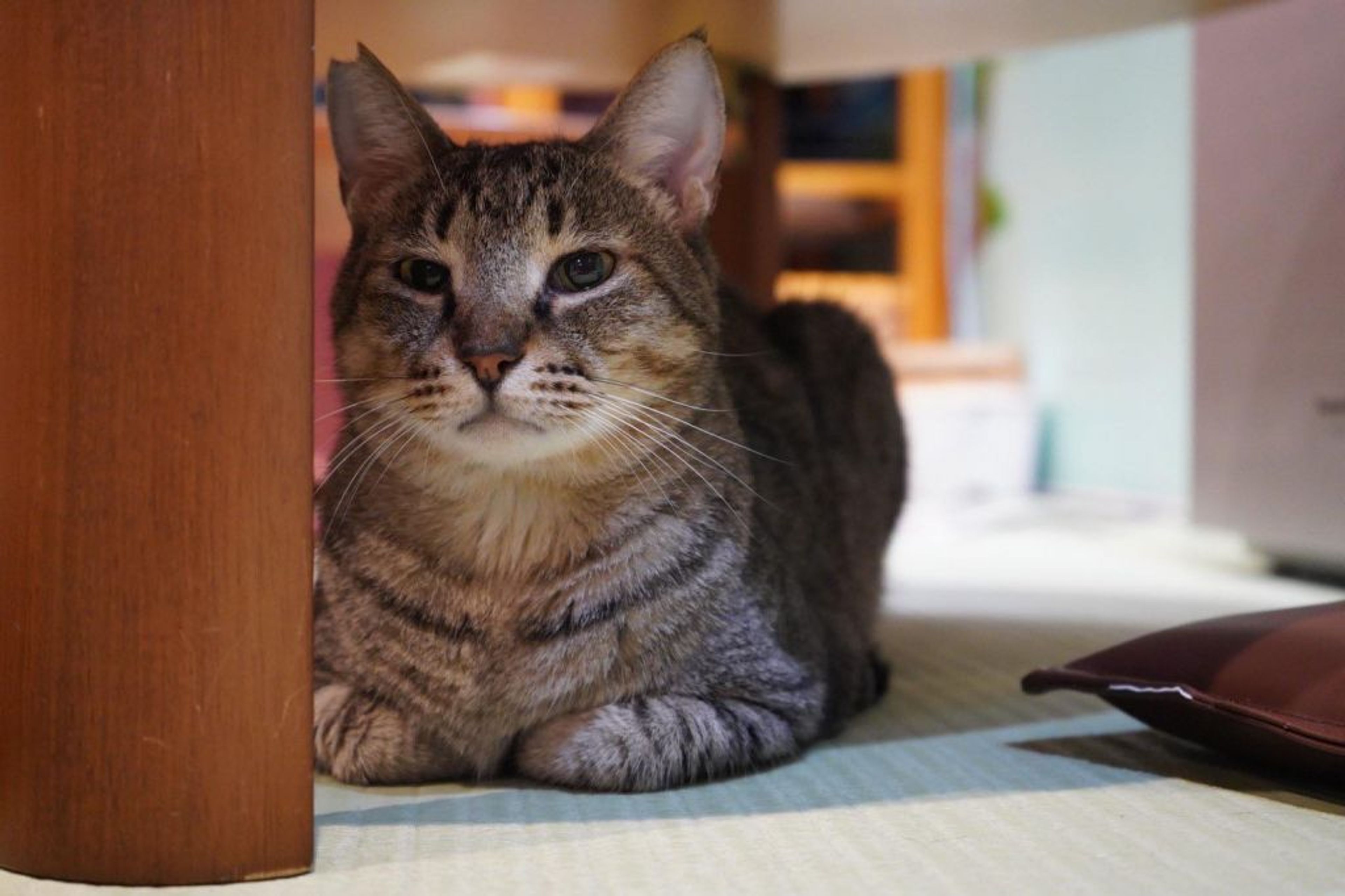 雑種（ミックス猫）・オスの里親募集の写真