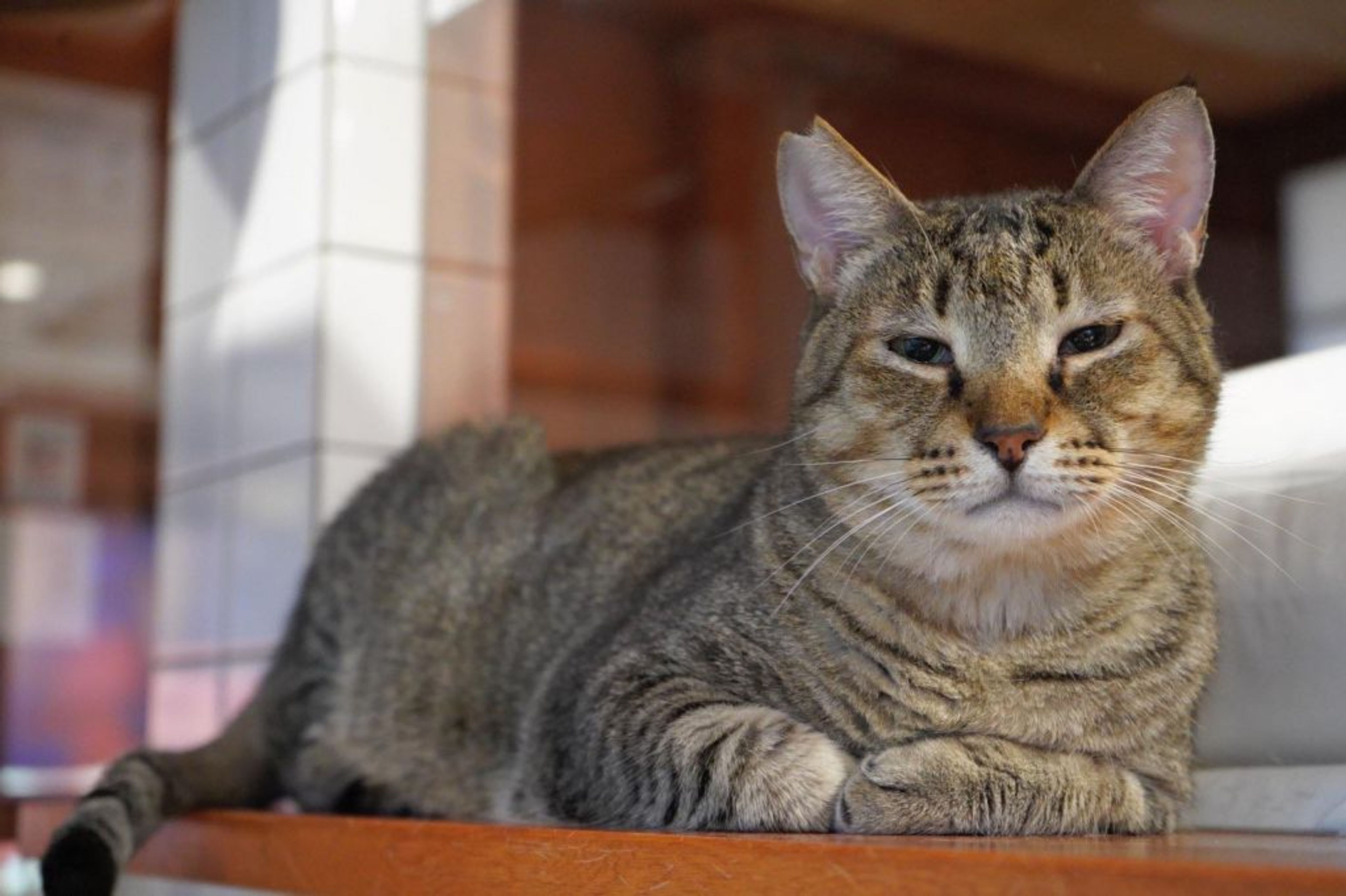 pet-image-5