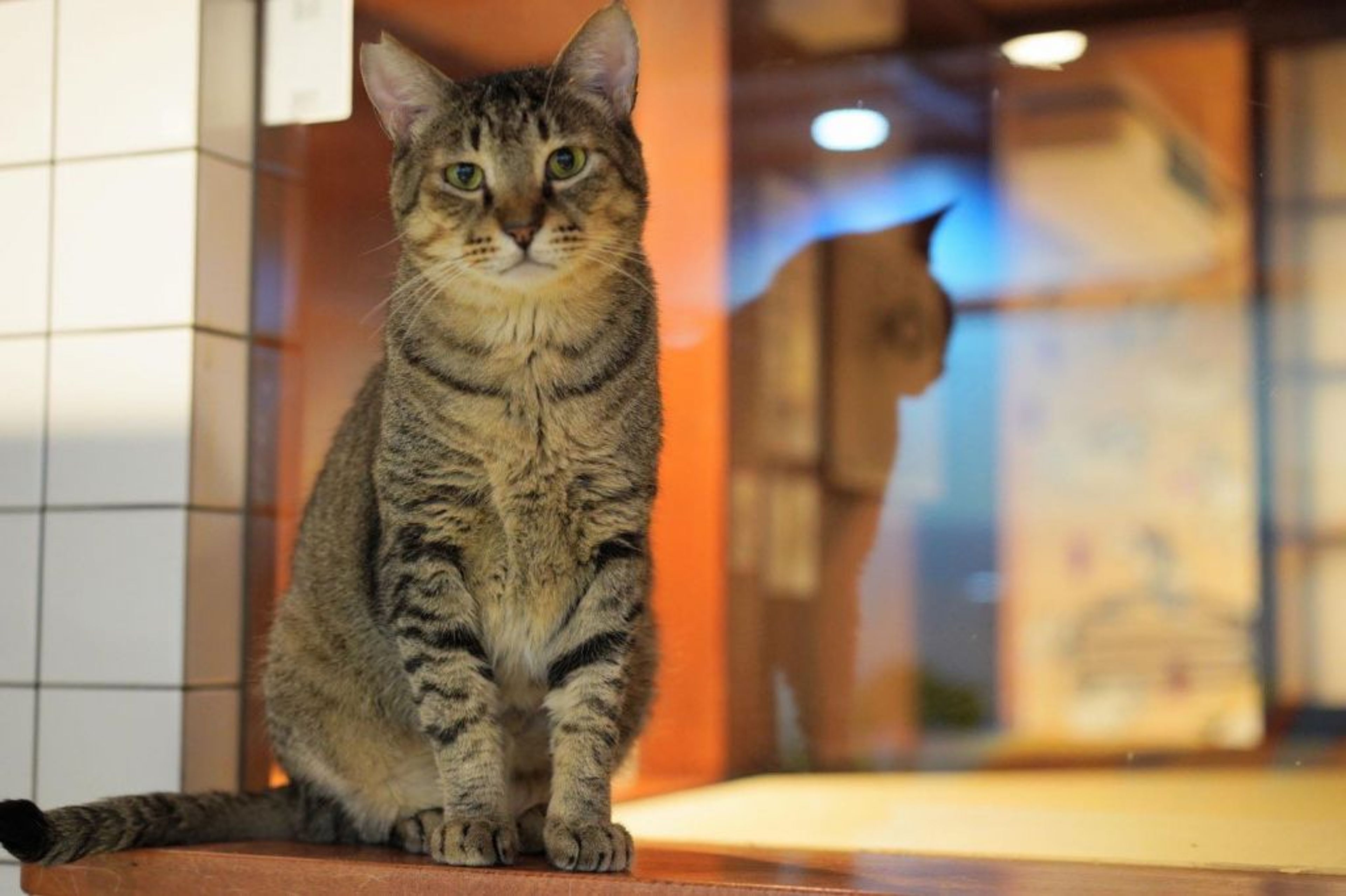 pet-image-7