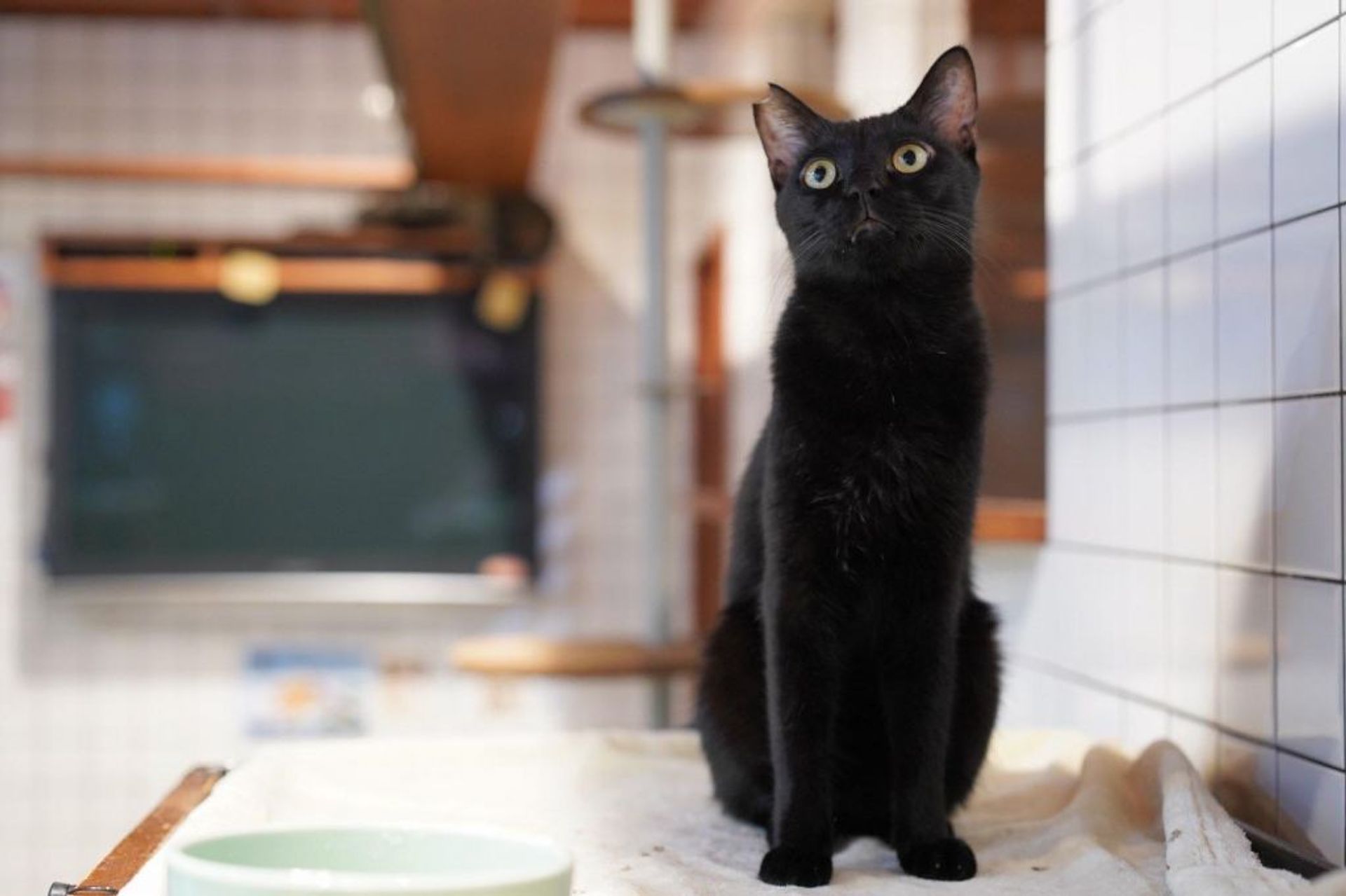 雑種（ミックス猫）・オスの里親募集の写真