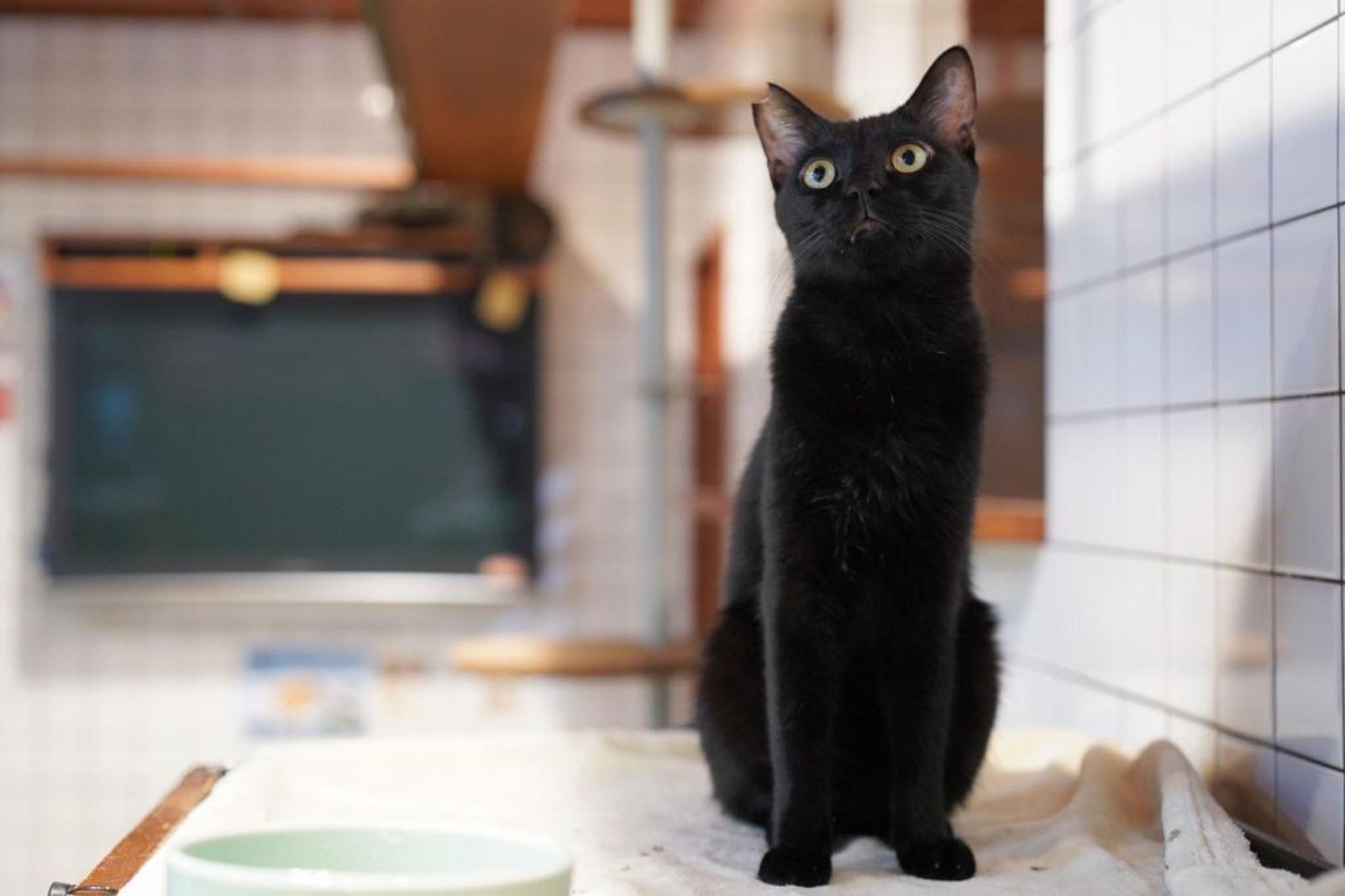雑種（ミックス猫）・オスの里親募集の写真