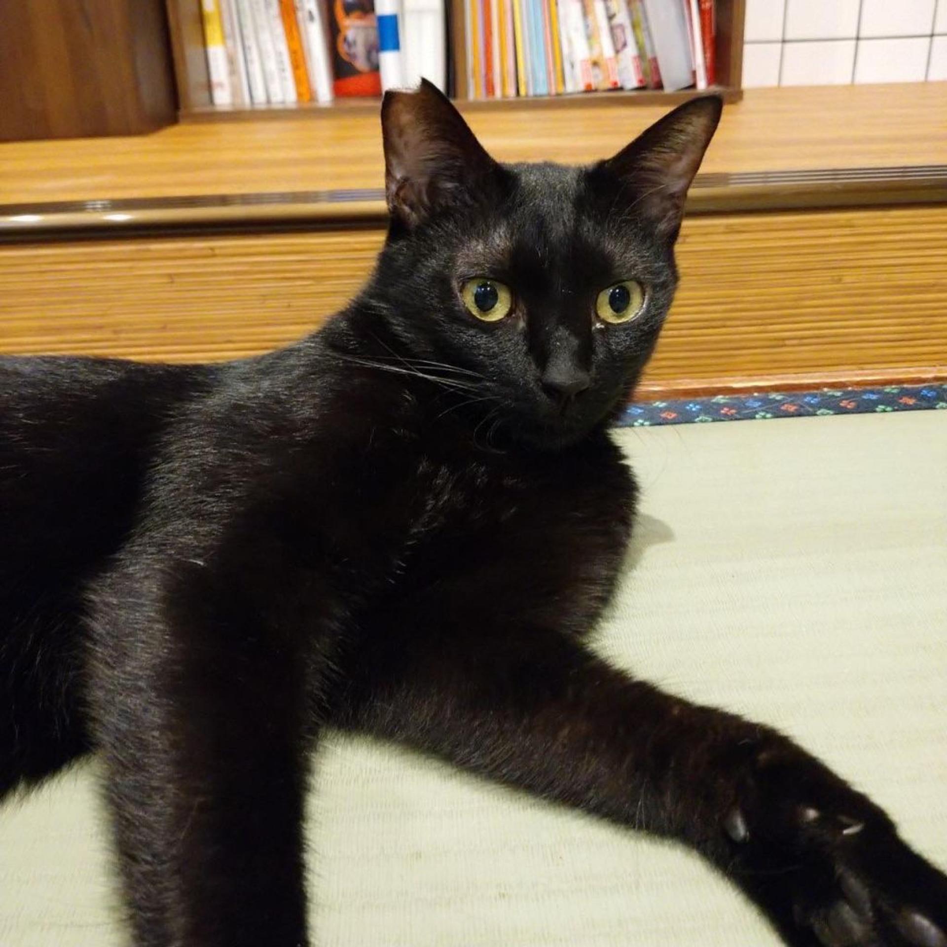 pet-image-3
