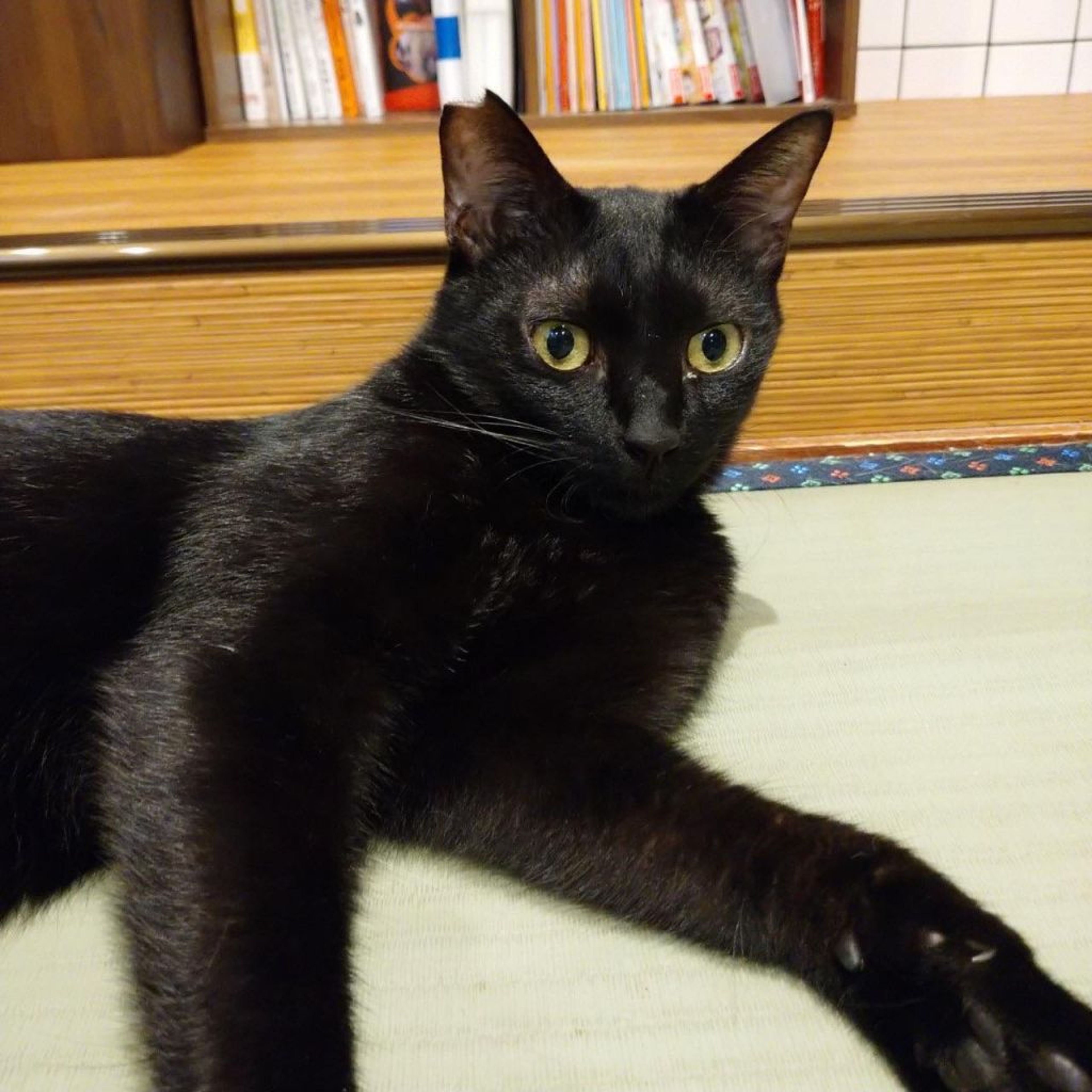 pet-image-3