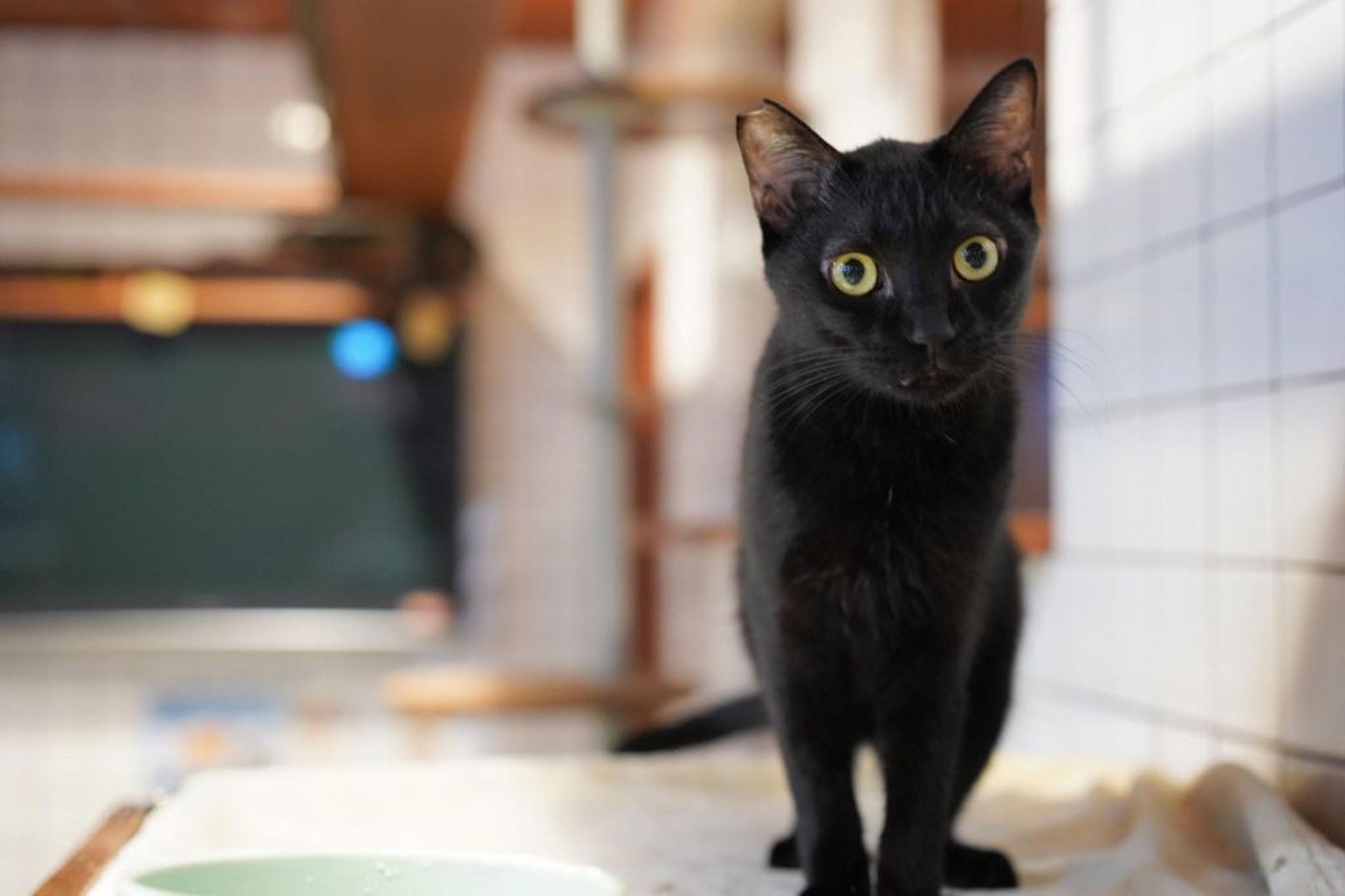 pet-image-4