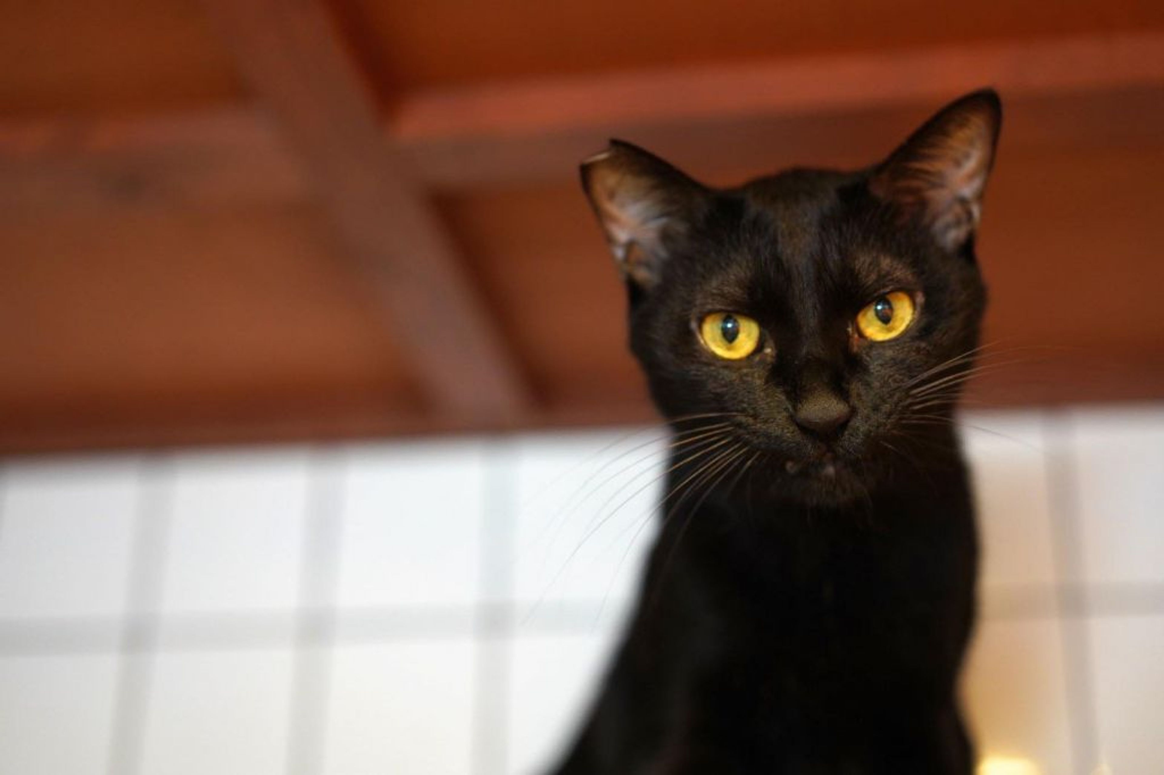 pet-image-6