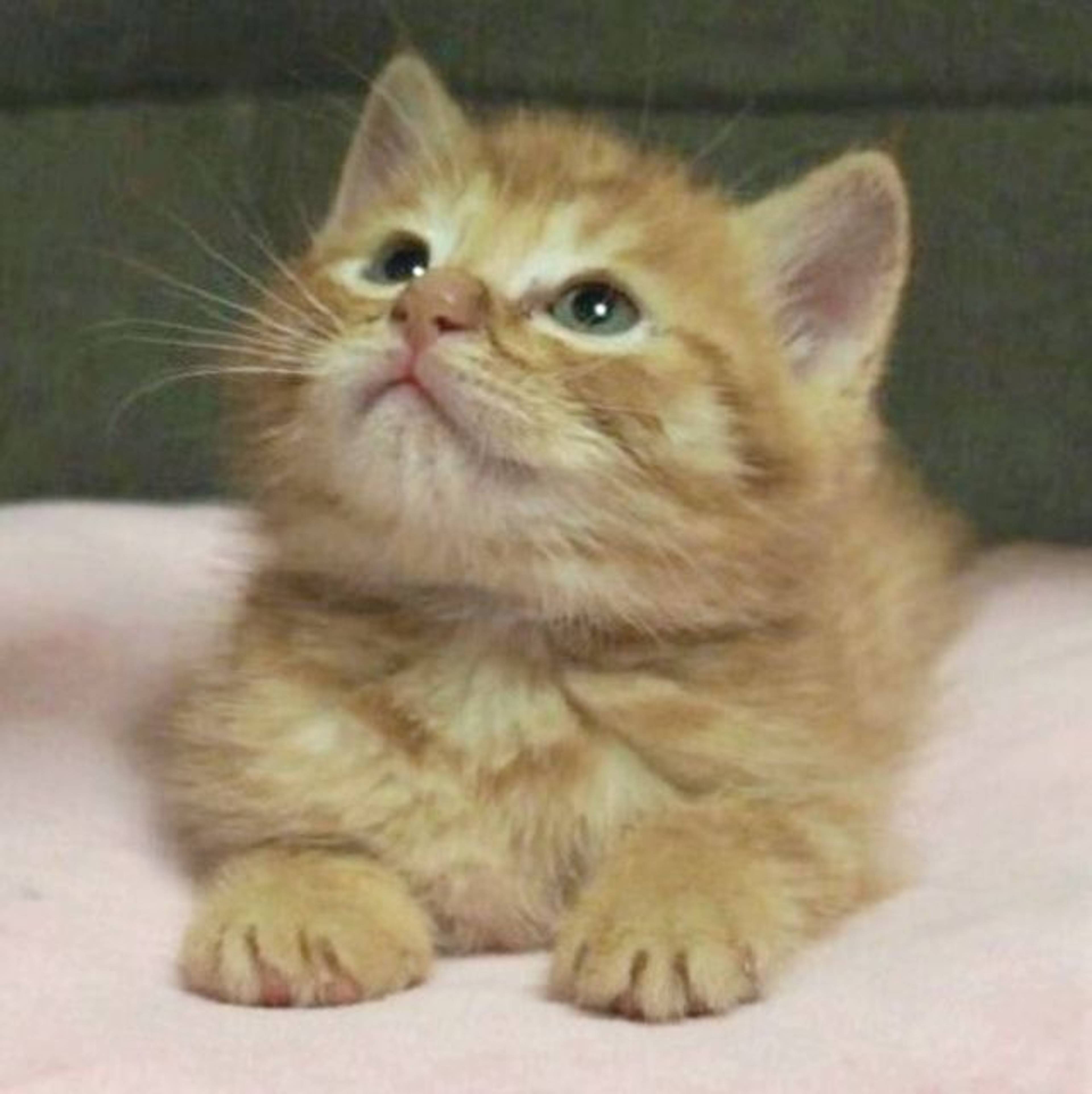 雑種（ミックス猫）・オスの里親募集の写真