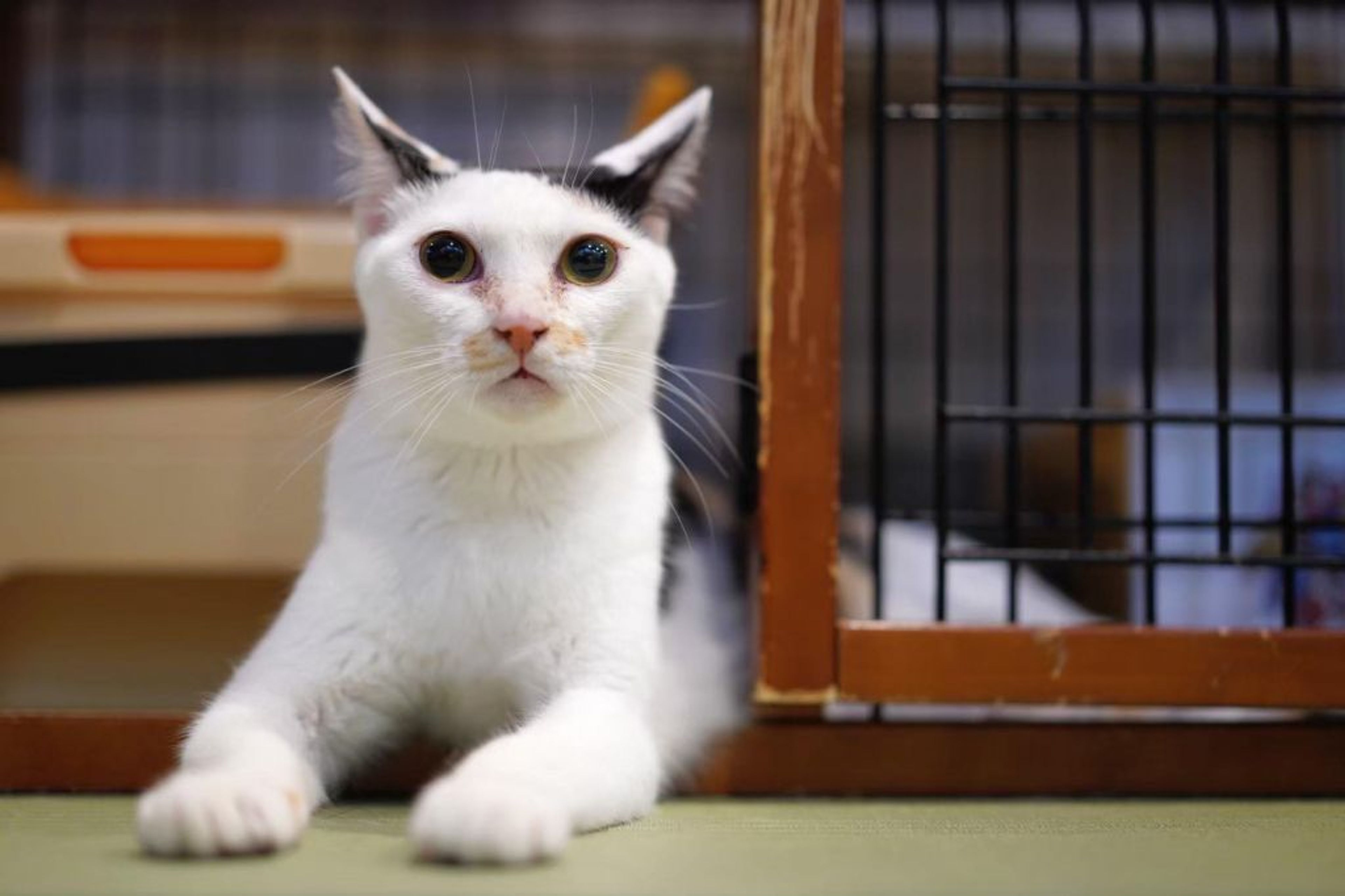 雑種（ミックス猫）・メスの里親募集の写真