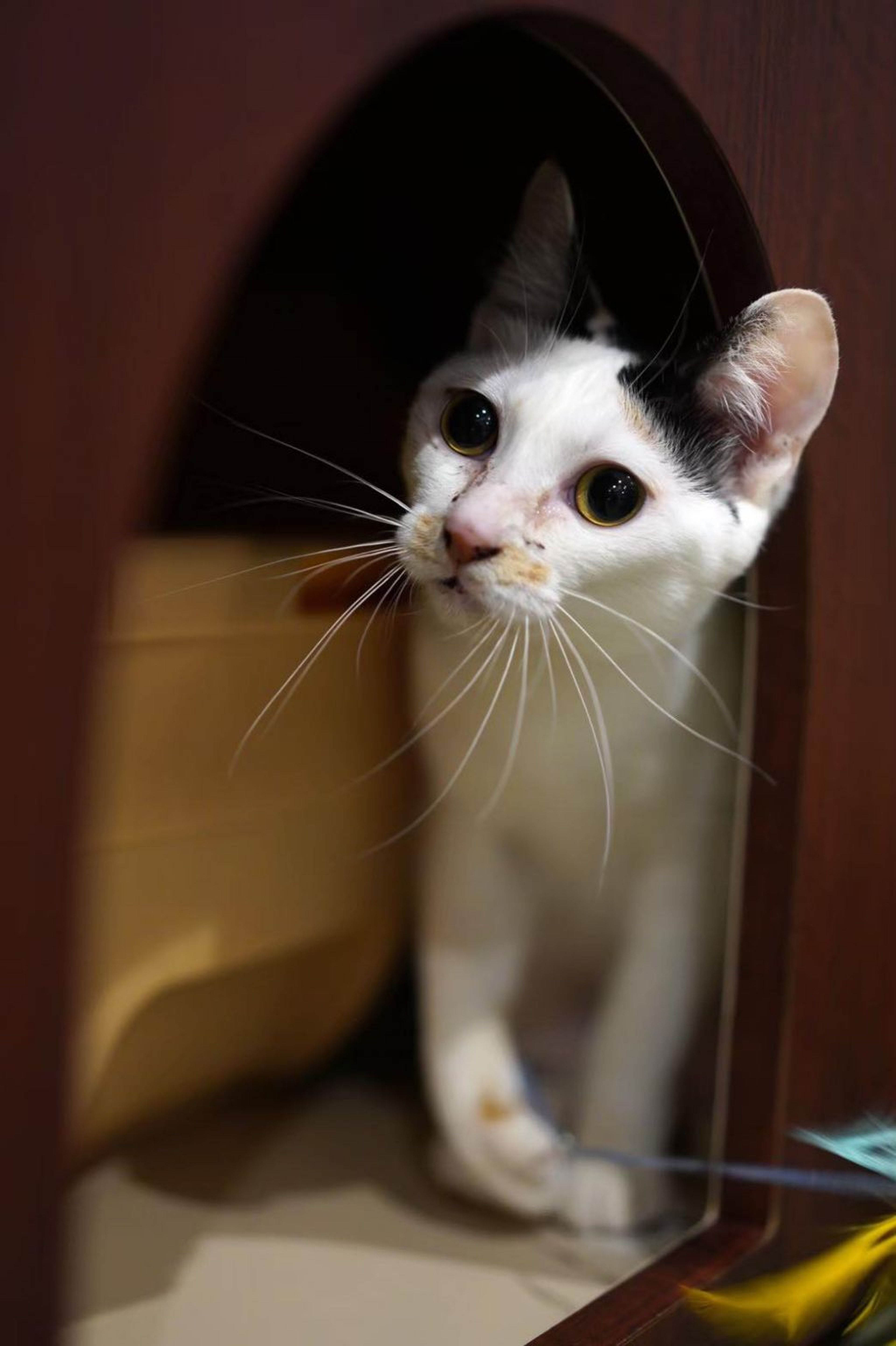 pet-image-2