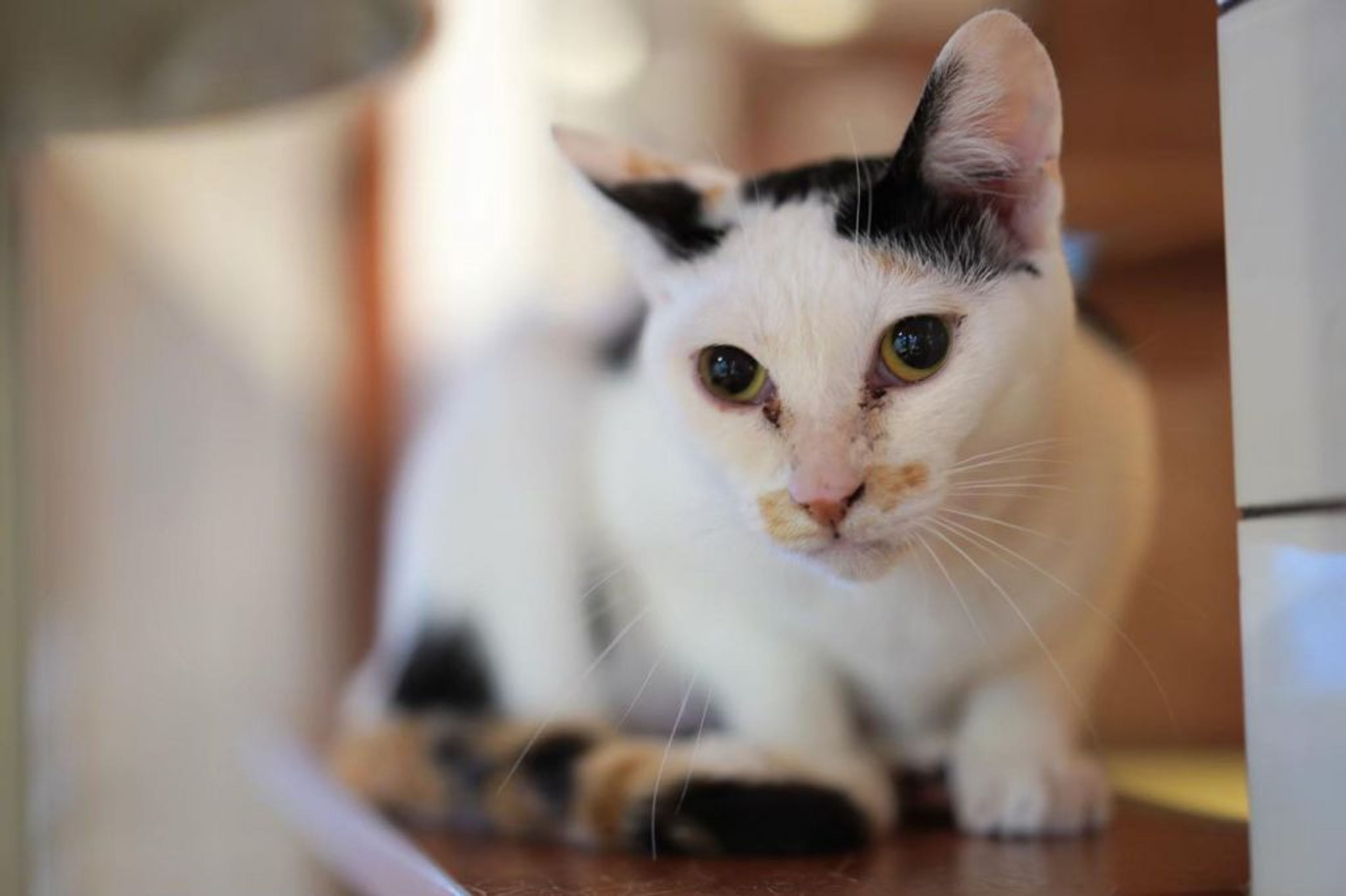 pet-image-4