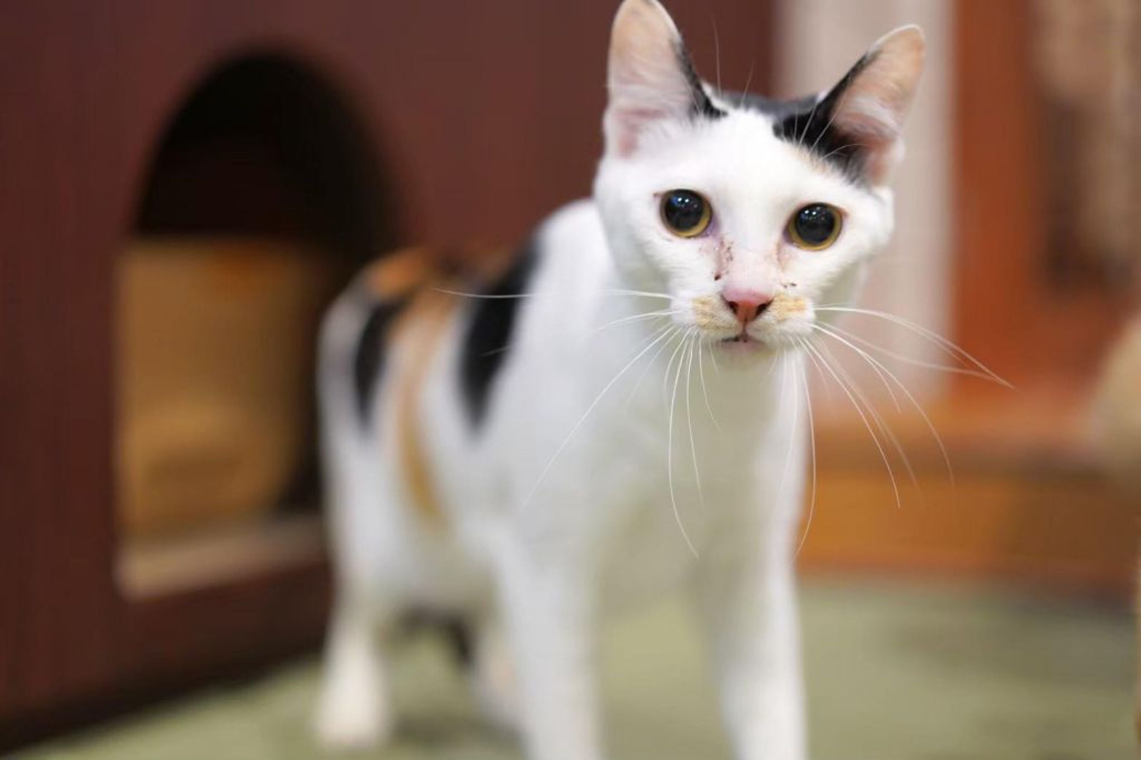 pet-image-5