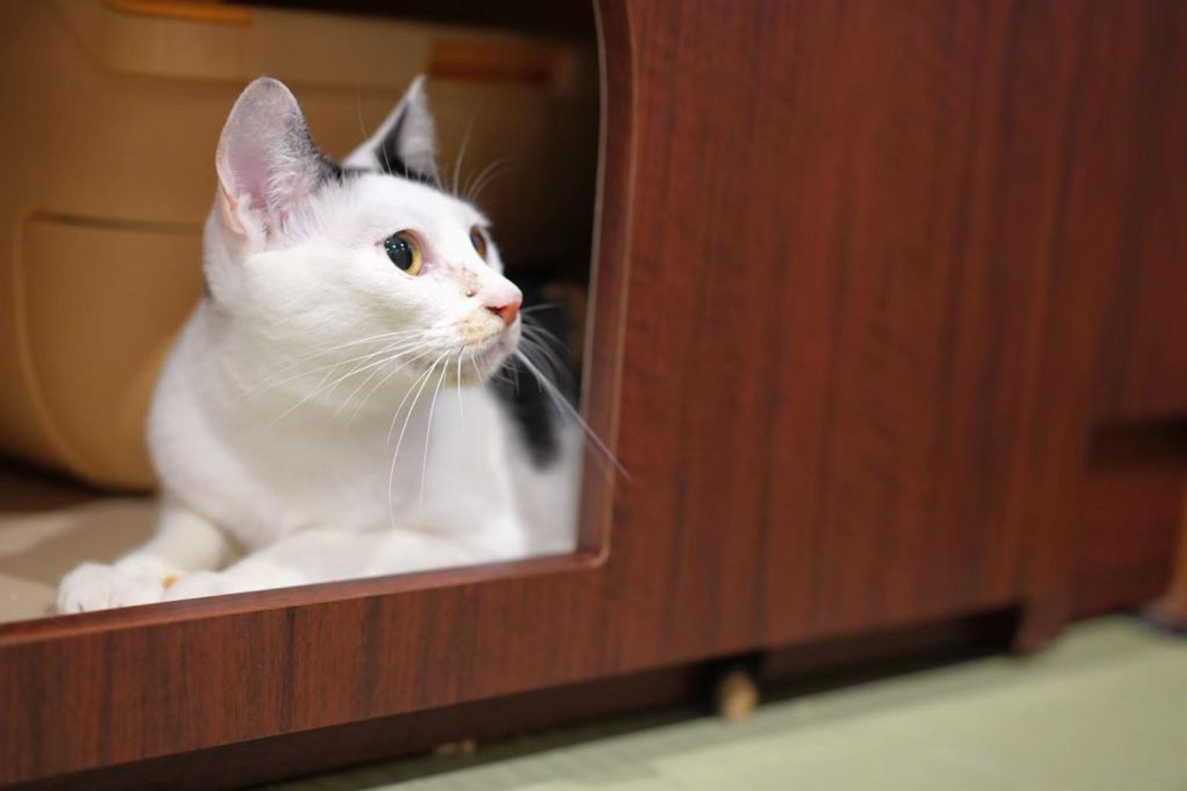 pet-image-6