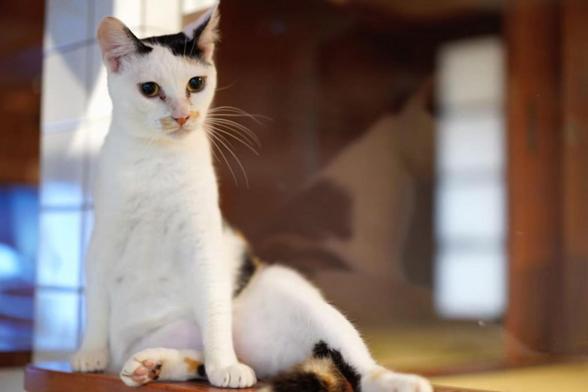 pet-image-7